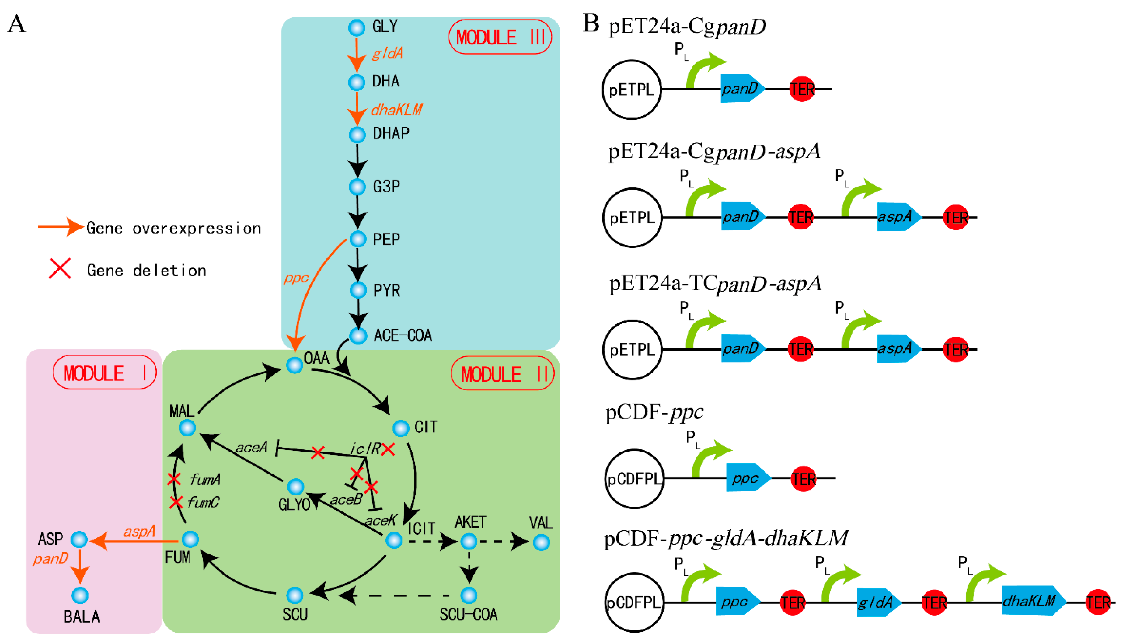 Biology 10 01017 g001