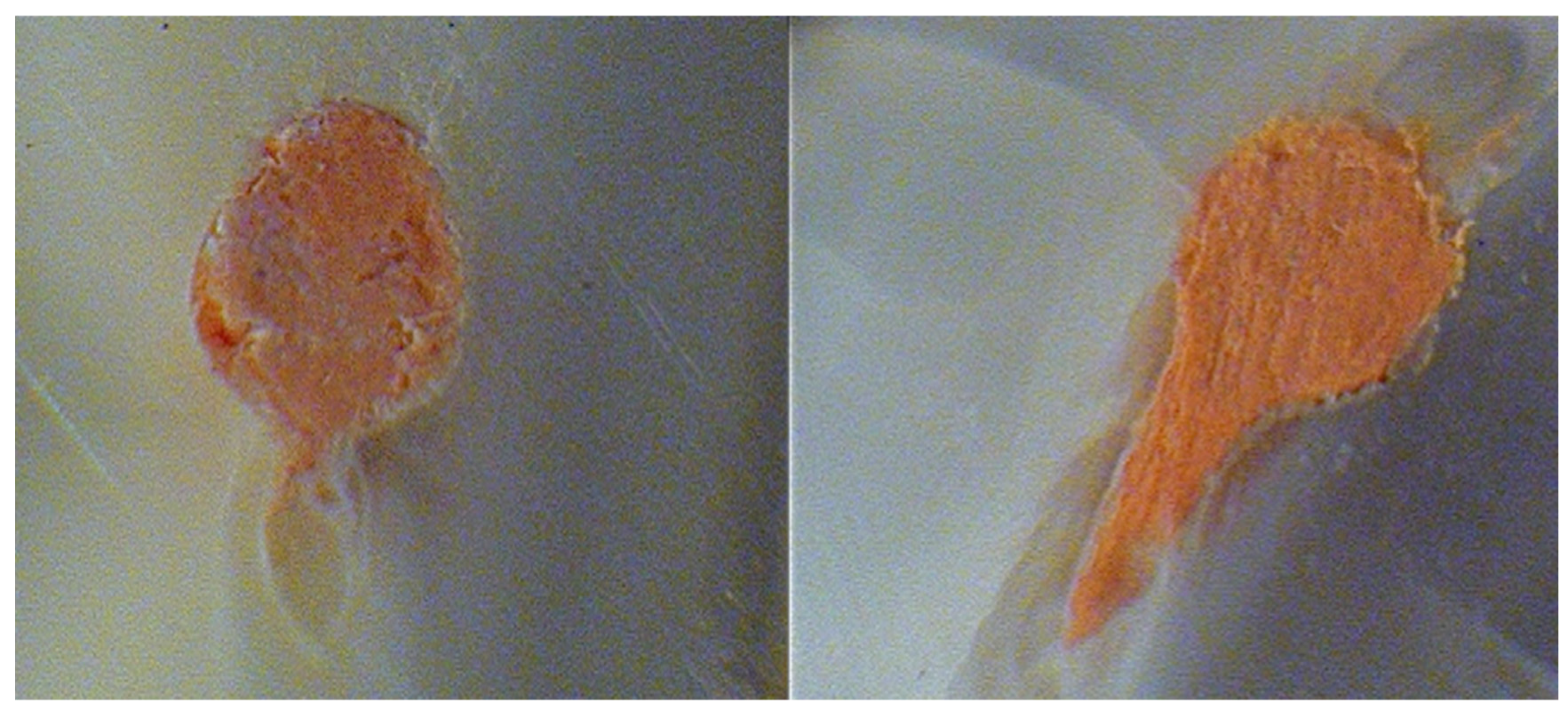 Biology 10 01074 g001