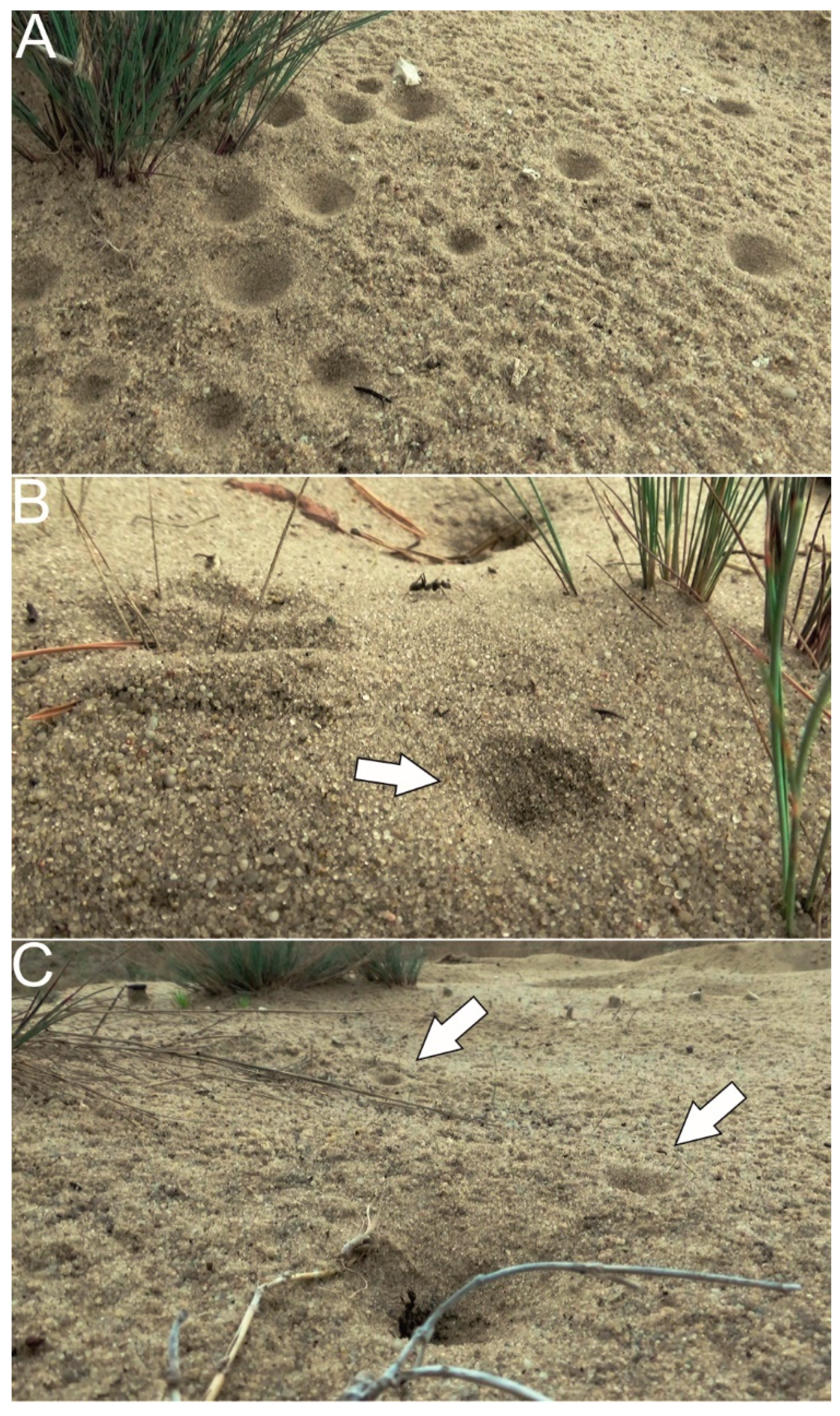 Biology 10 01079 g001