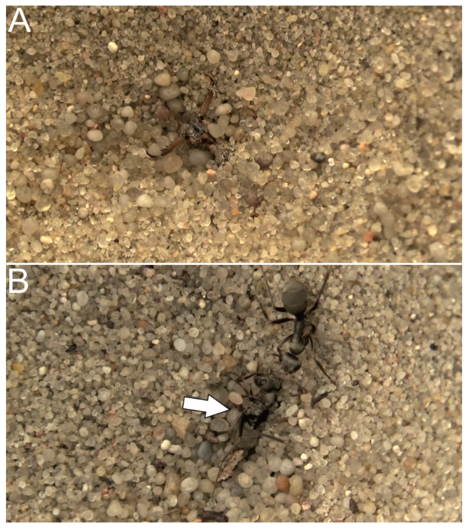 Biology 10 01079 g003