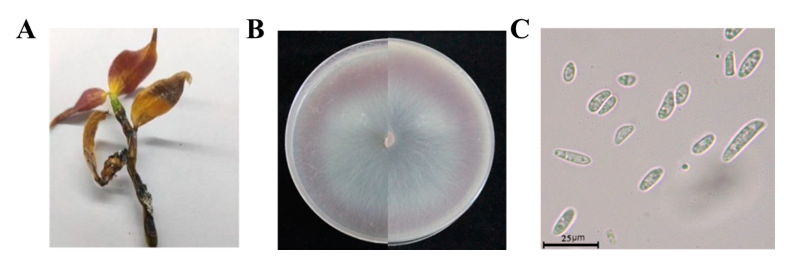 Biology 10 01136 g003