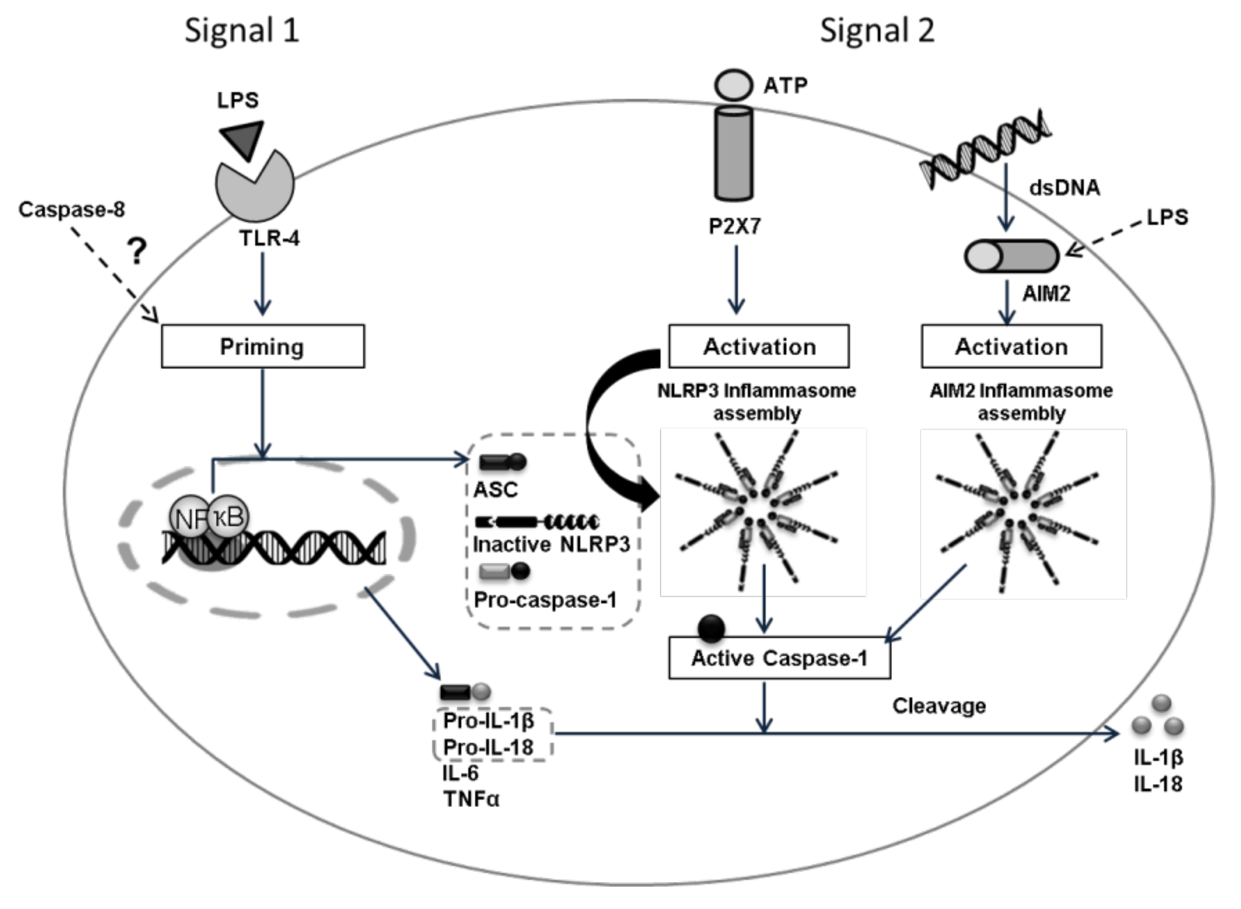 Biology 10 01159 g001