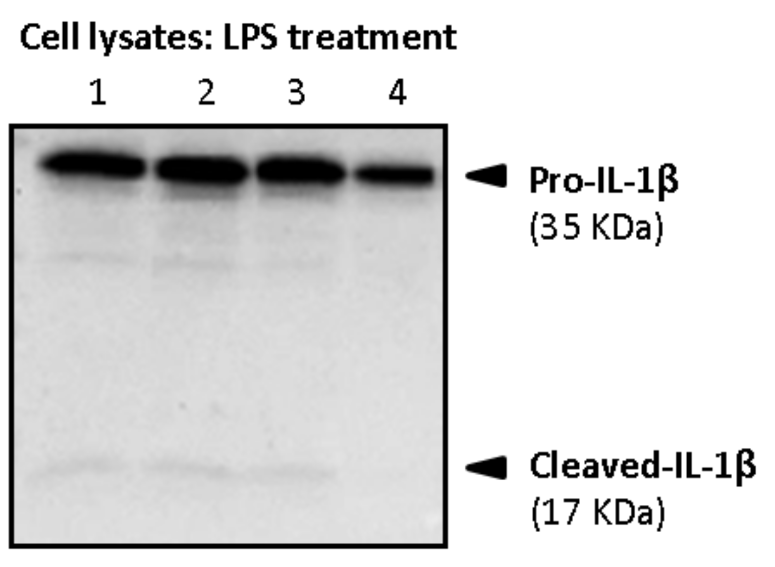 Biology 10 01159 g011