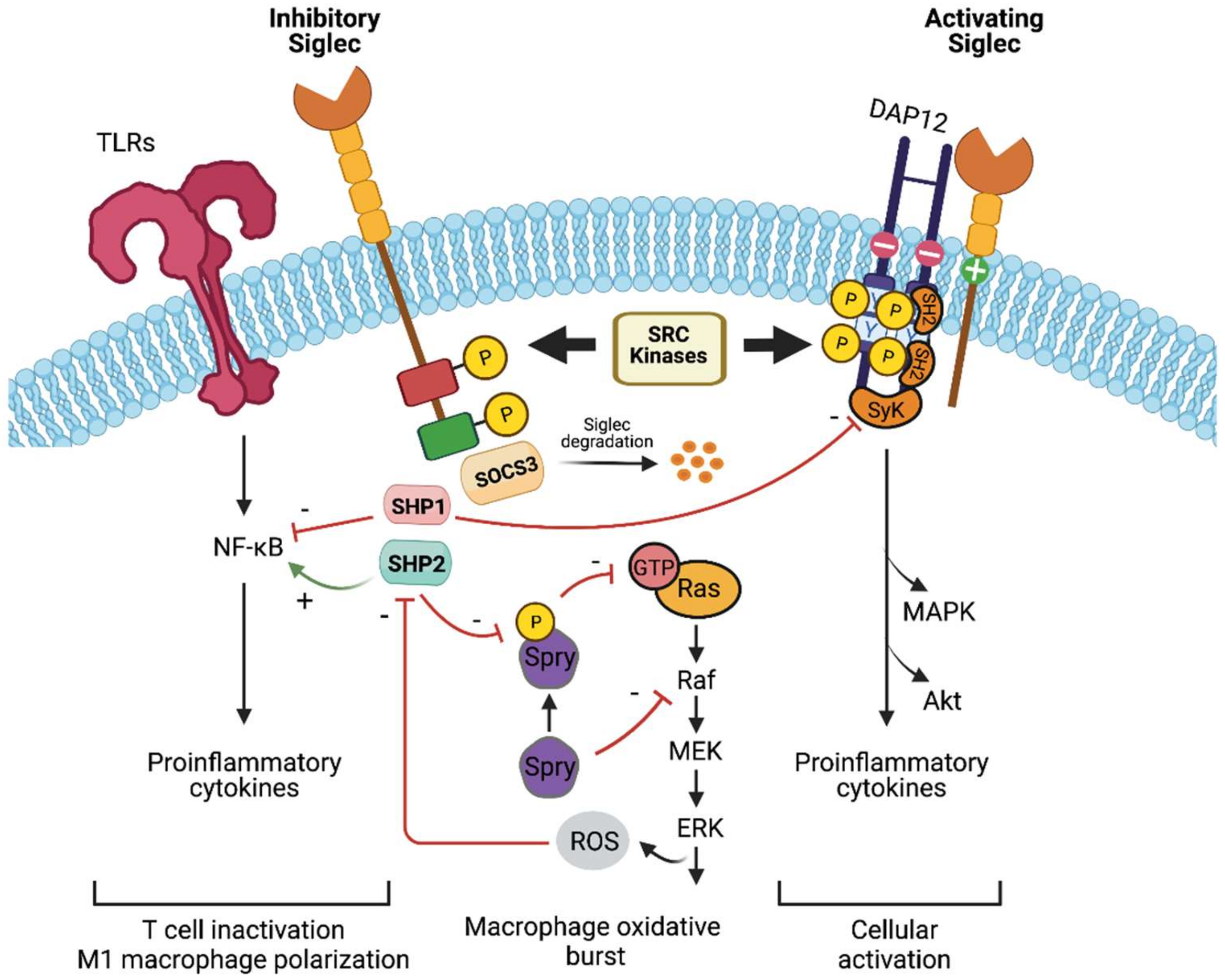 Biology 10 01178 g003 Biology 10 01178 g003