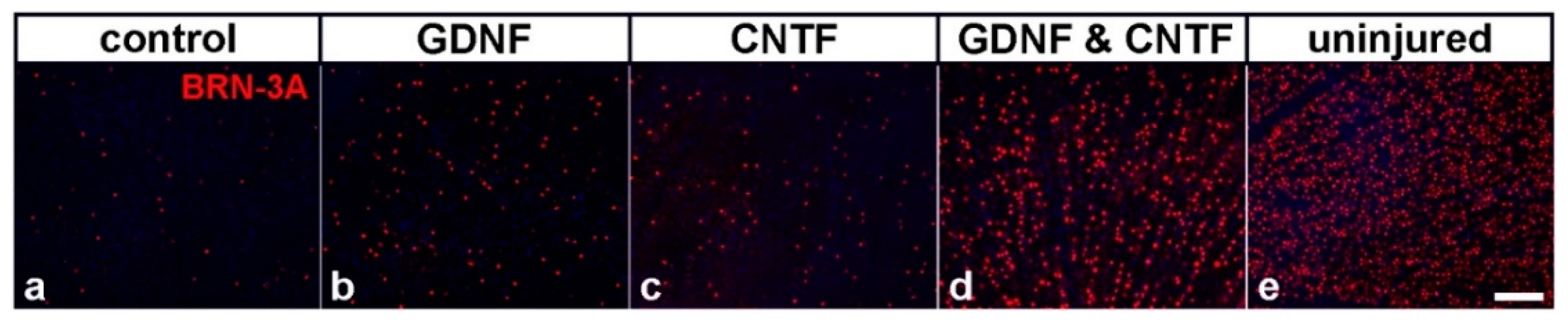Biology 10 01181 g001