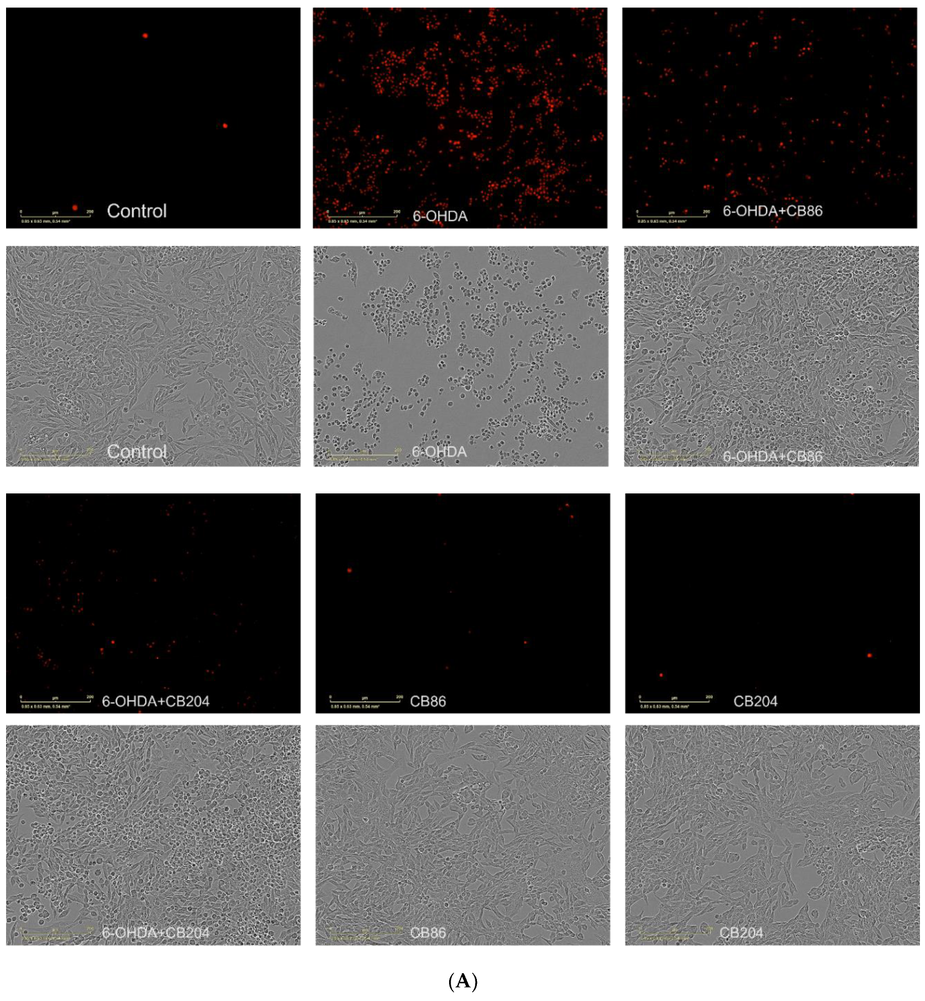 Biology 10 01183 g002a