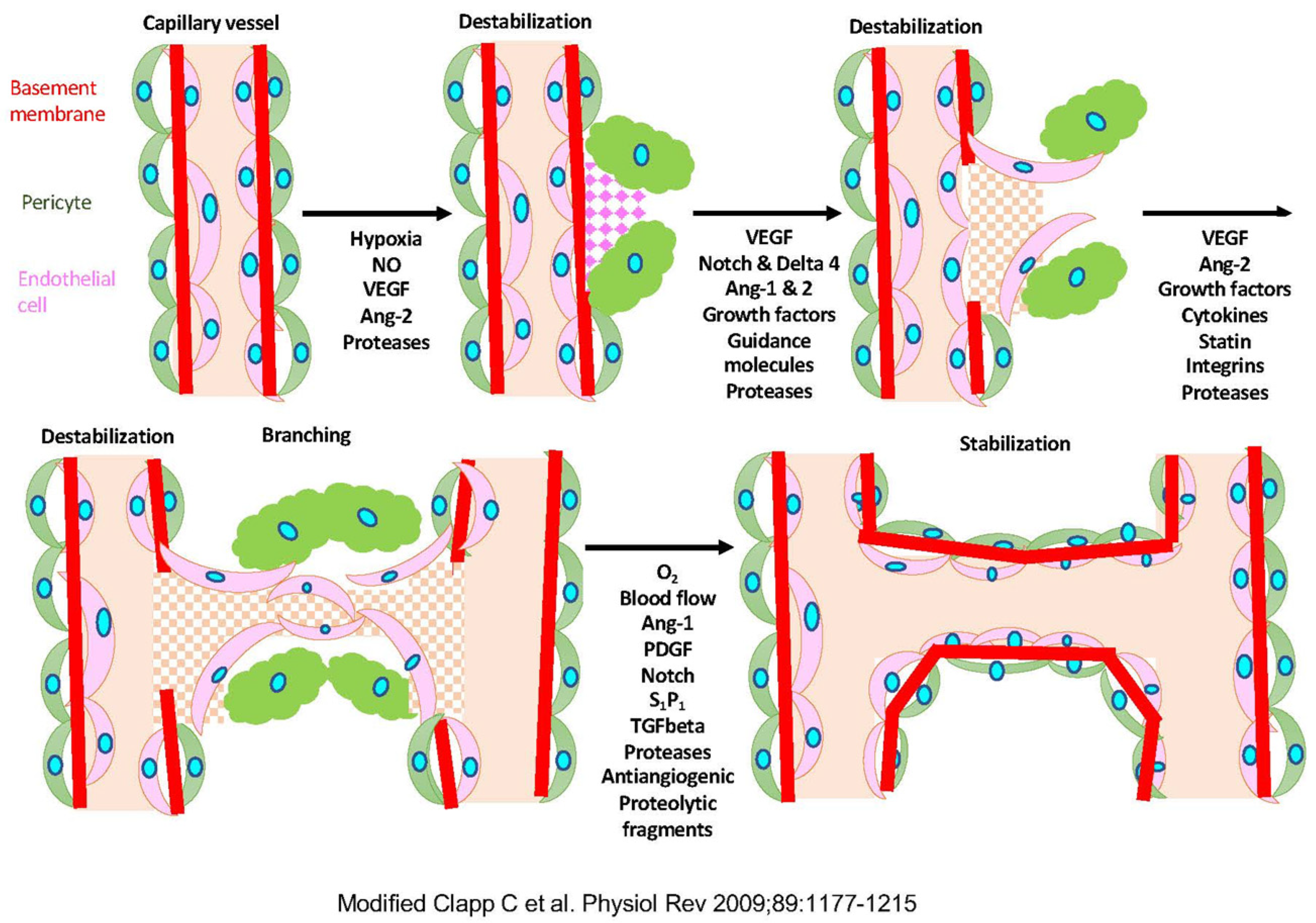 Biology 10 01212 g001