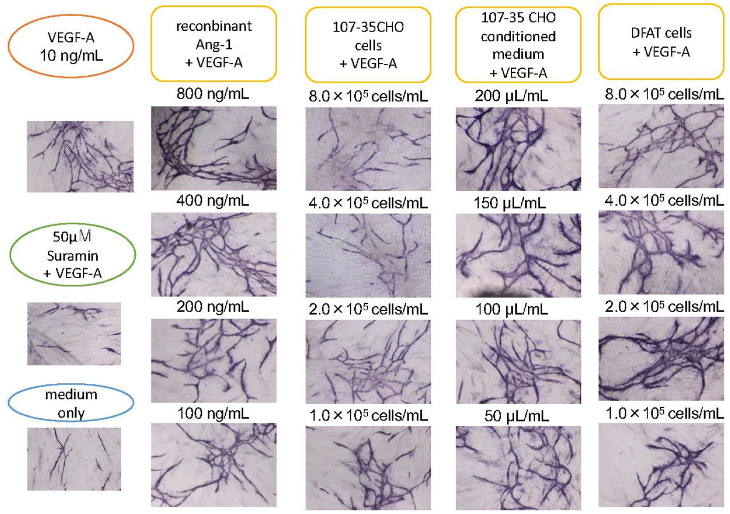 Biology 10 01212 g003