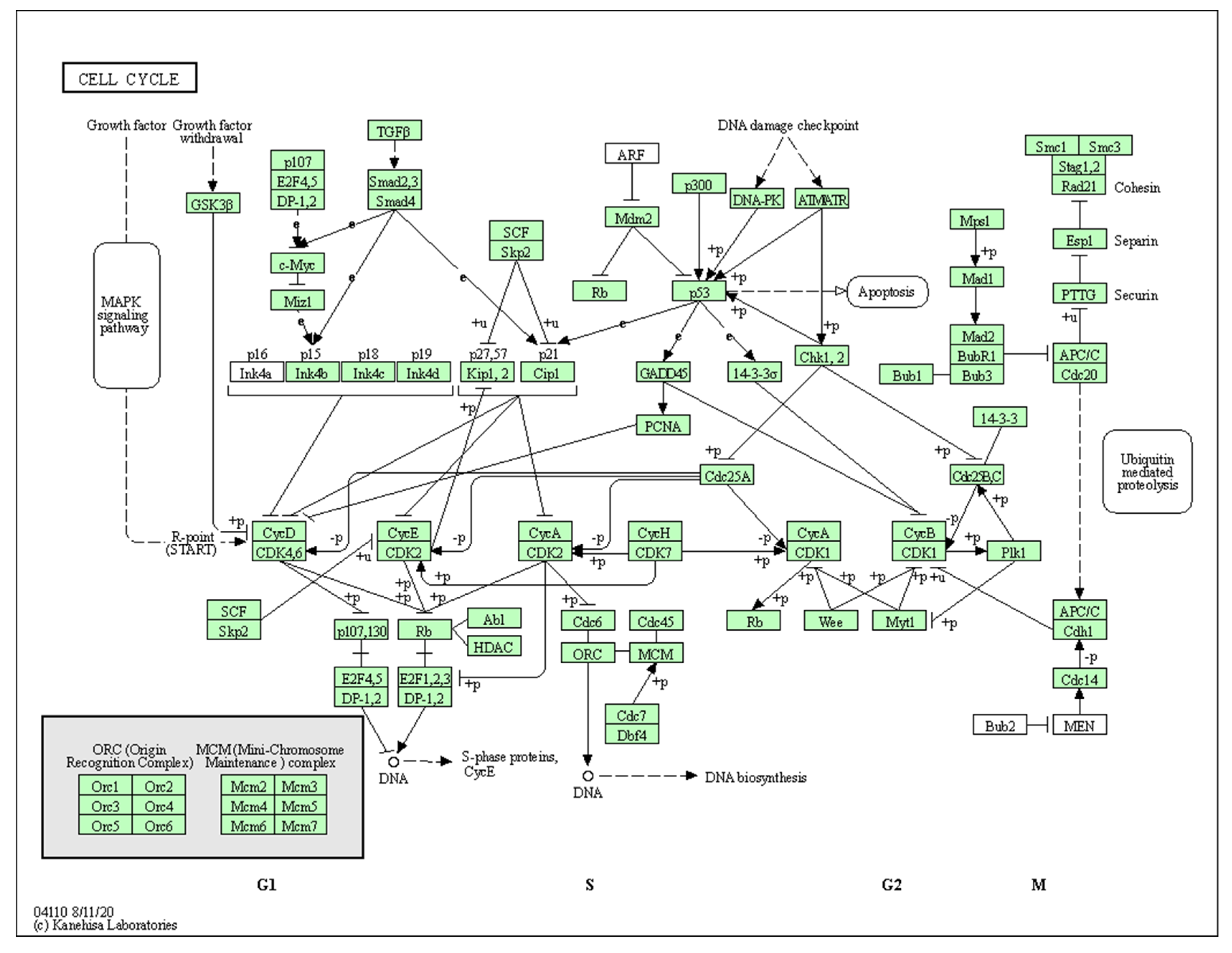 Biology 10 01214 g0a3