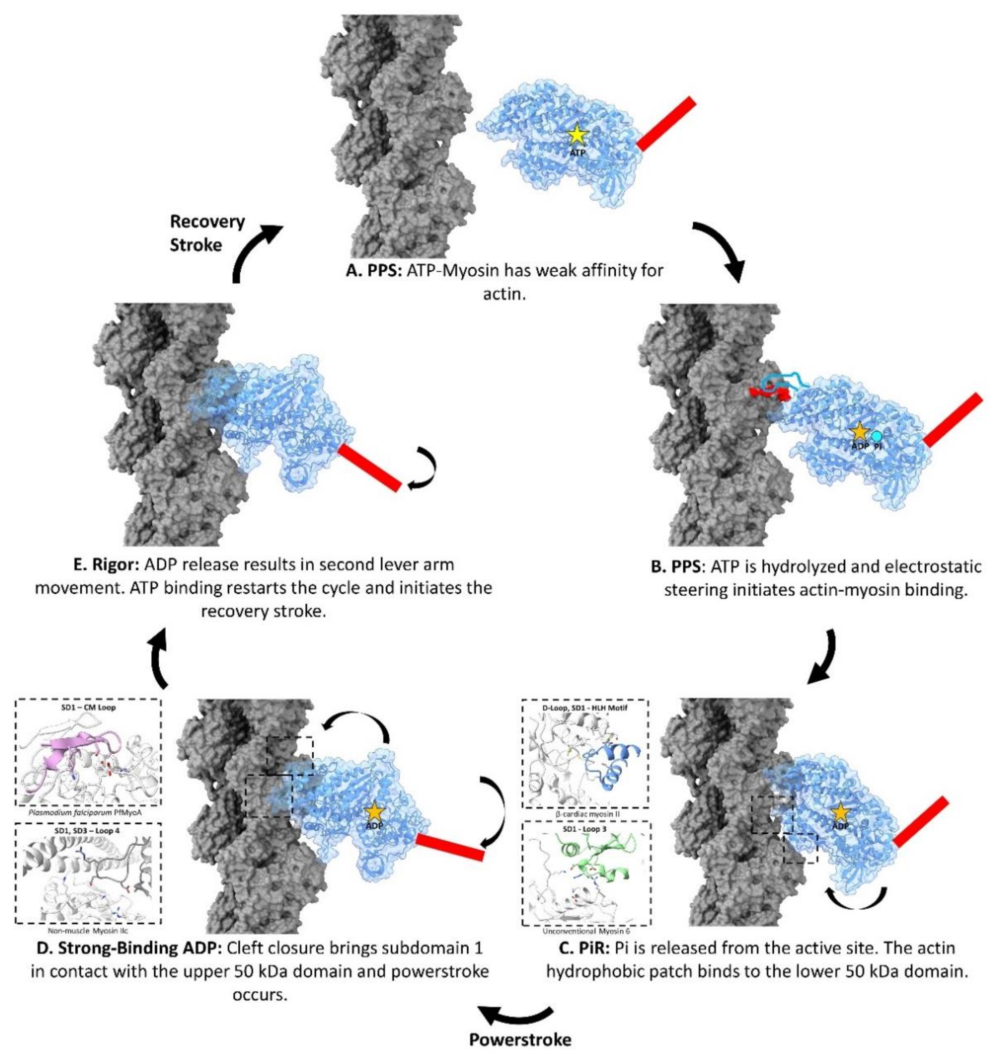 Biology 10 01221 g003