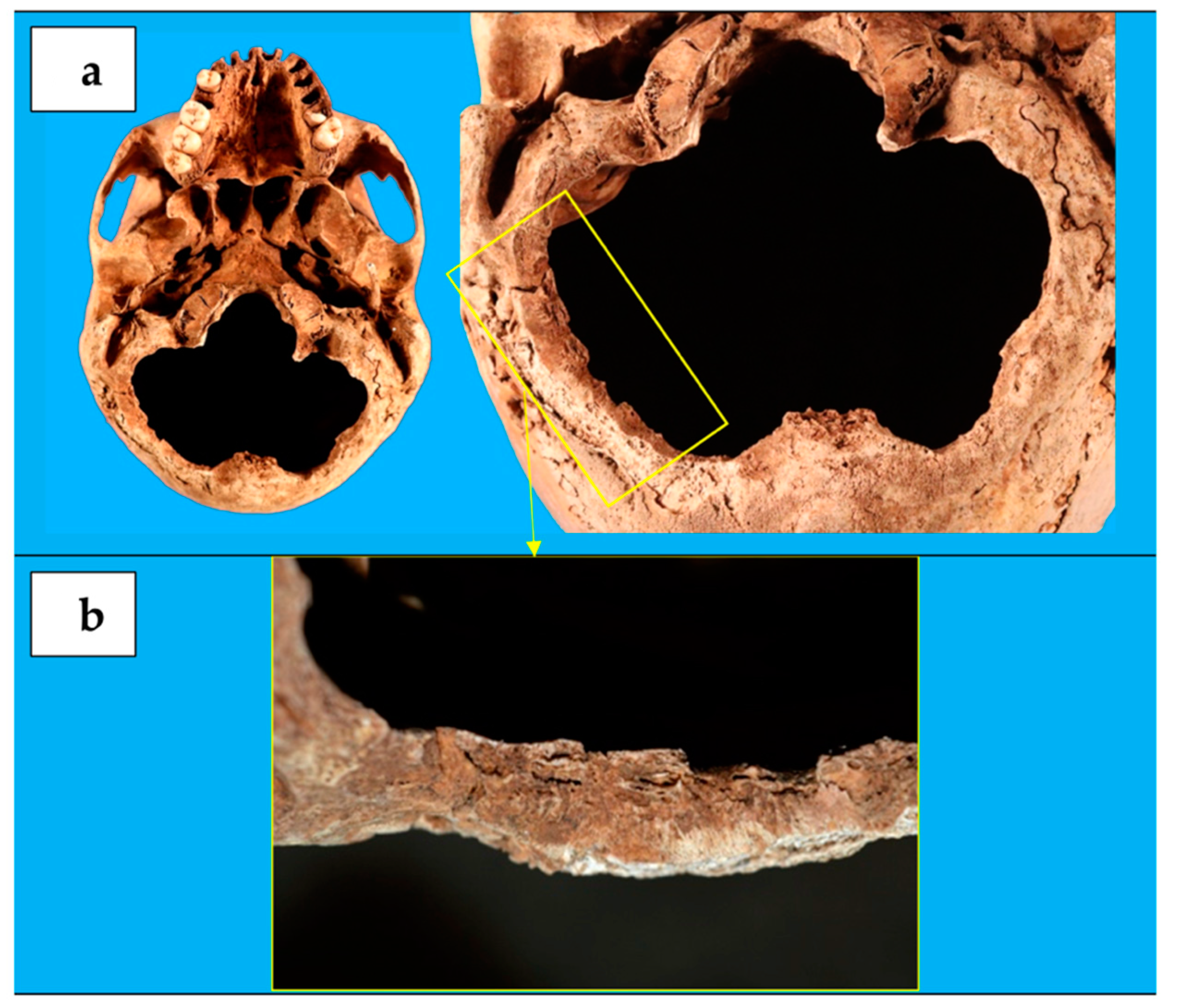 Biology 10 01231 g003