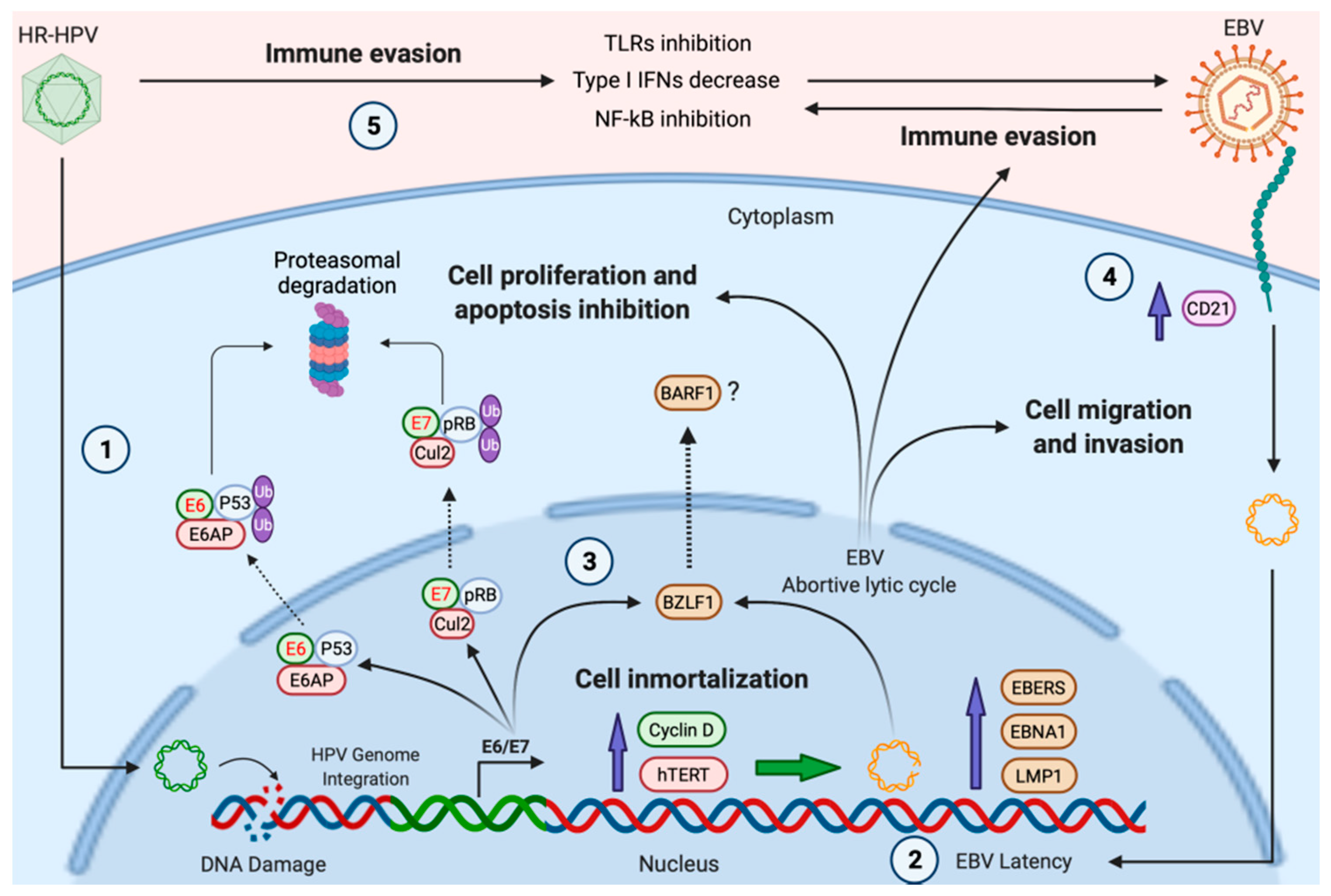 Biology 10 01232 g001 Biology 10 01232 g001