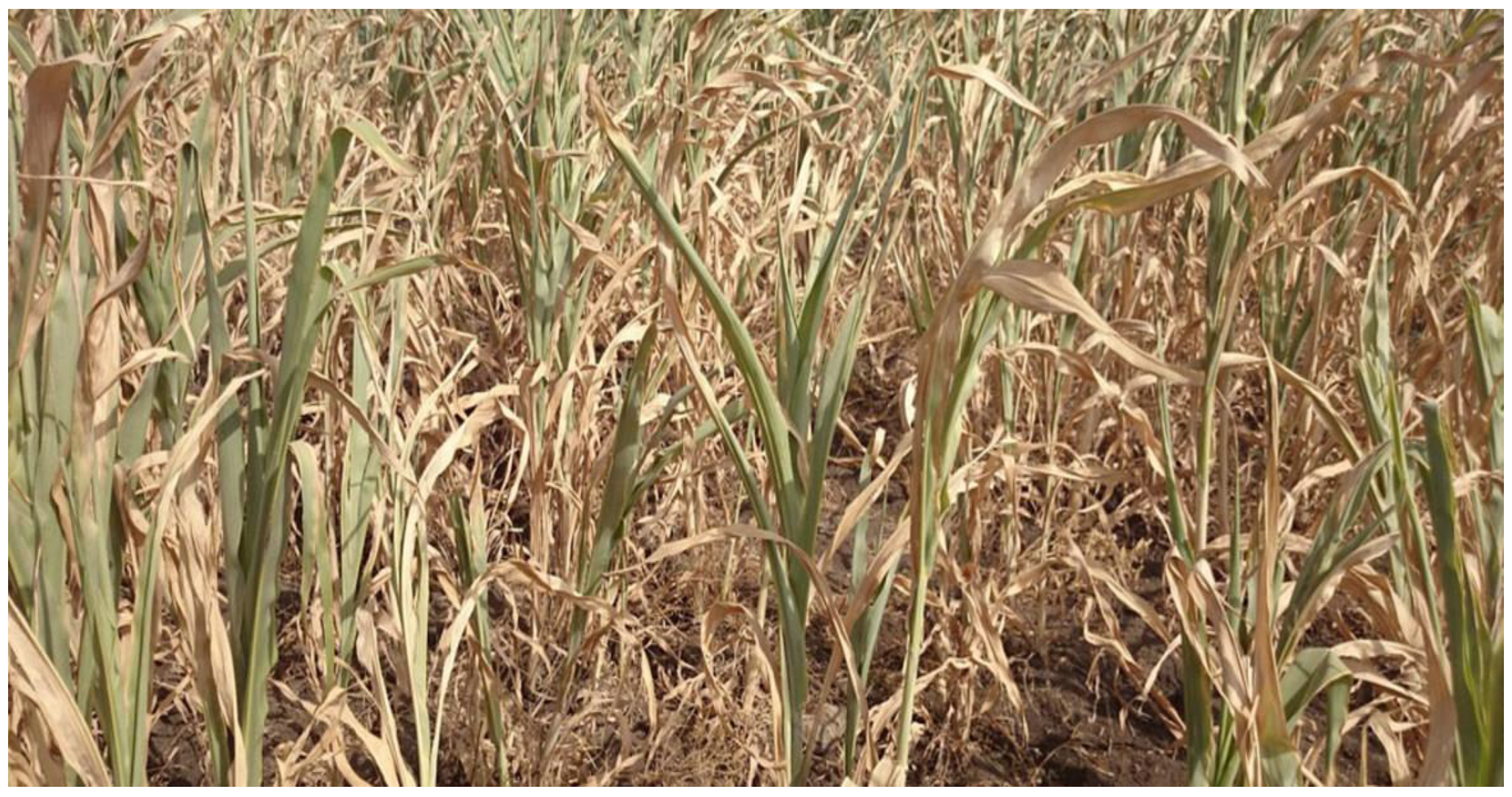 Biology 10 01249 g001