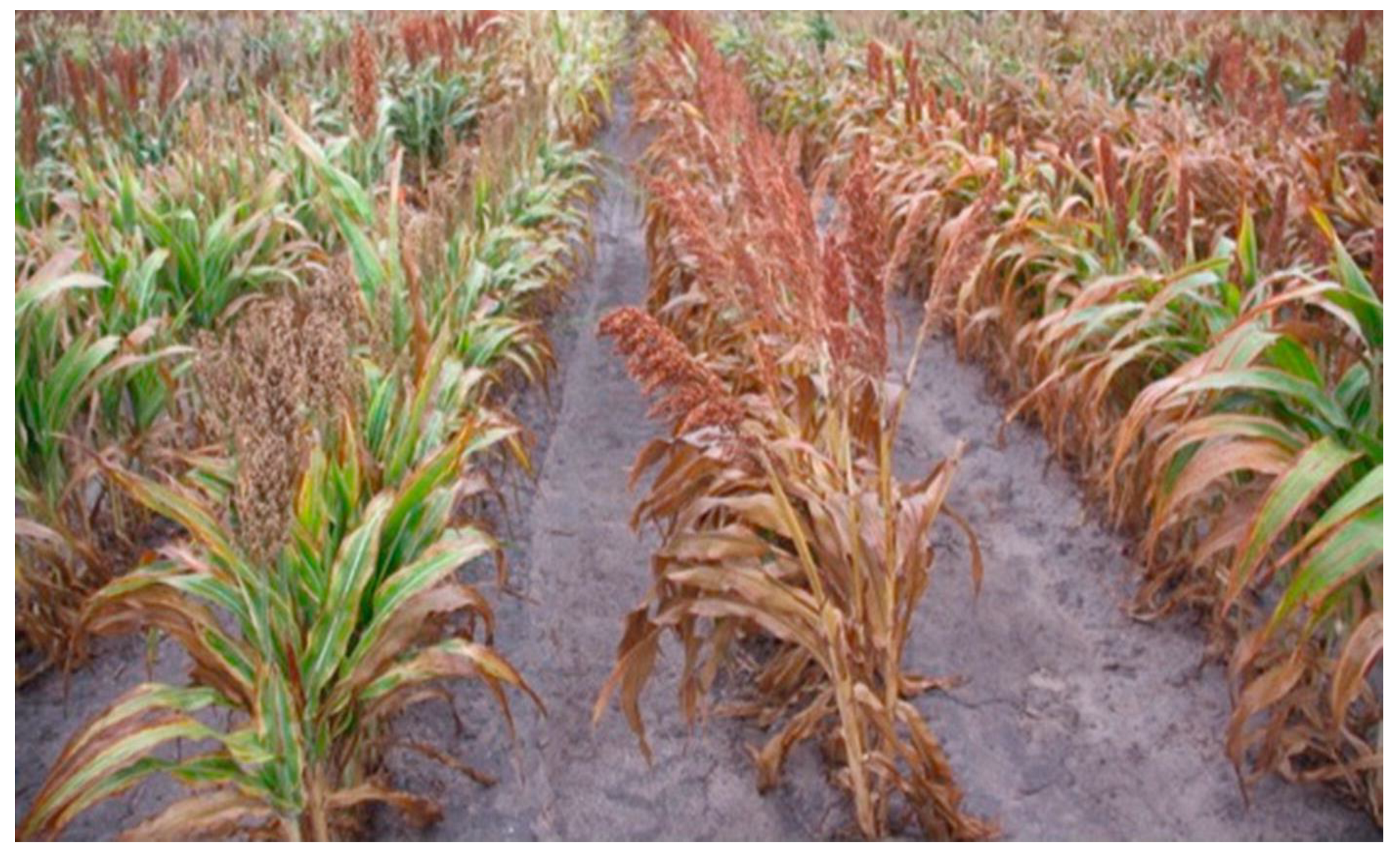 Biology 10 01249 g004