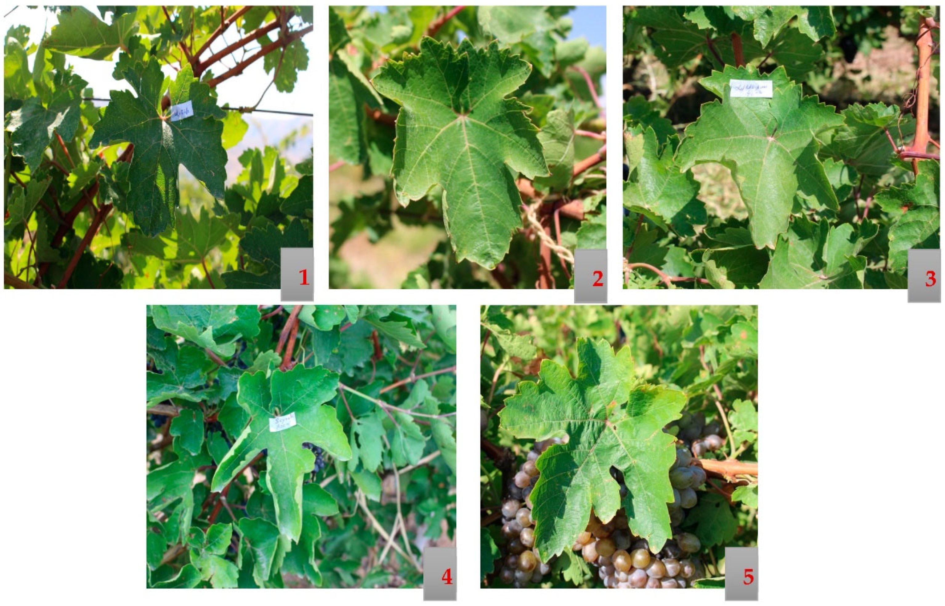 Biology 10 01279 g004