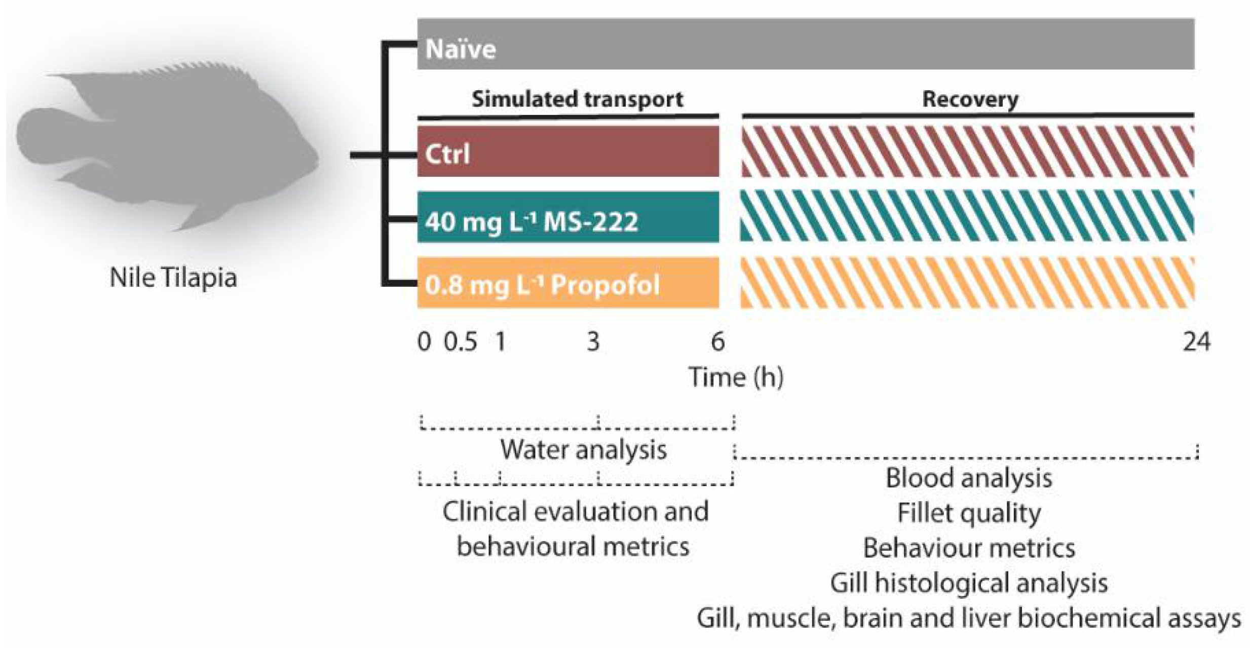 Biology 10 01309 g001