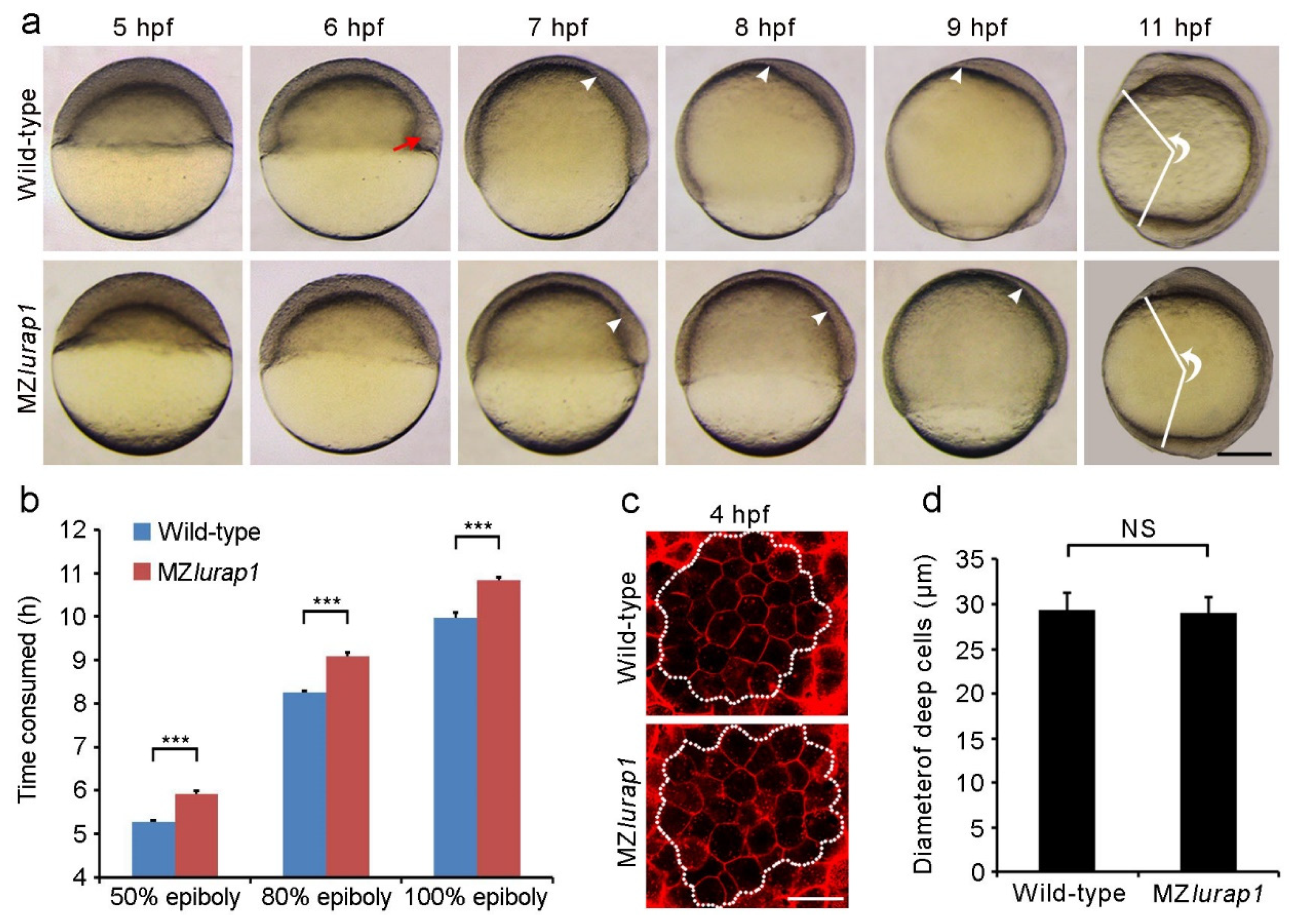 Biology 10 01337 g001 Biology 10 01337 g001
