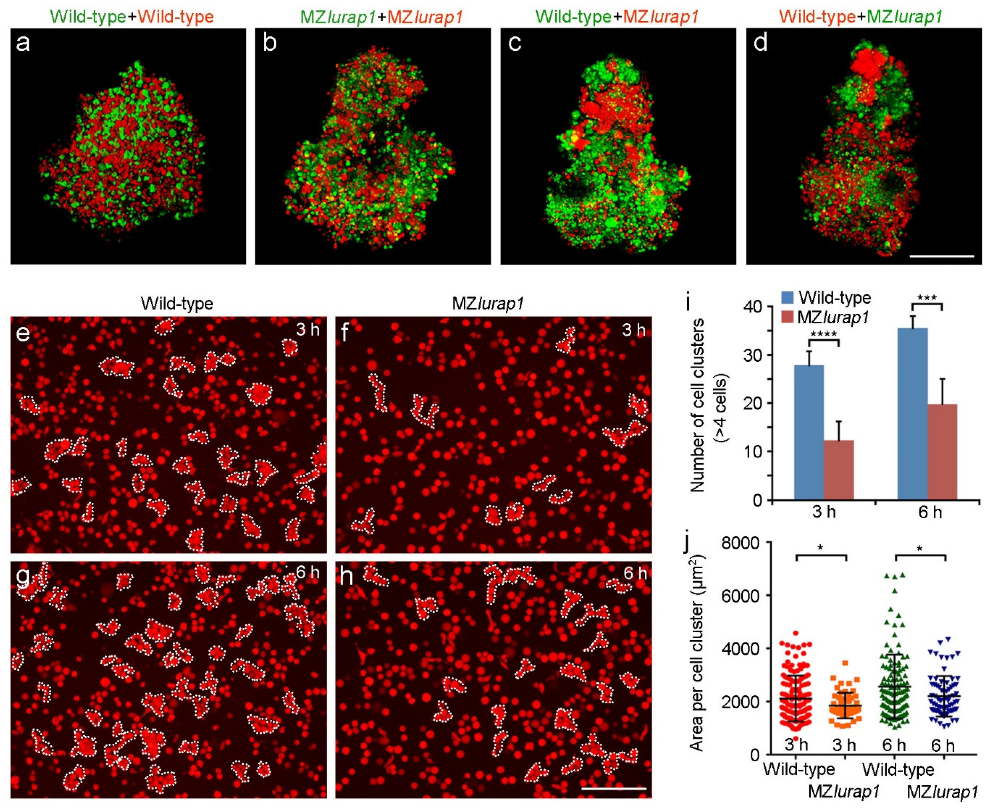 Biology 10 01337 g005 Biology 10 01337 g005