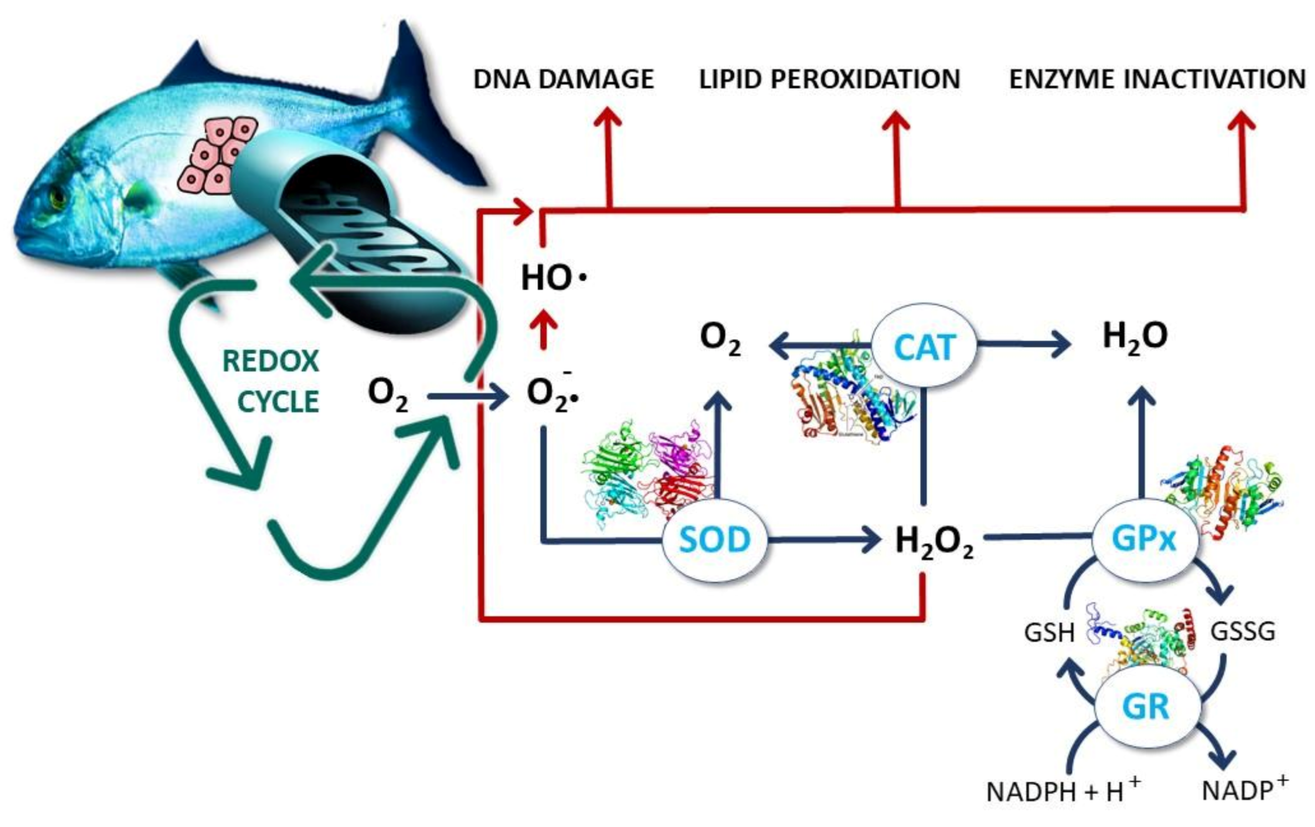 Biology 10 01340 g002
