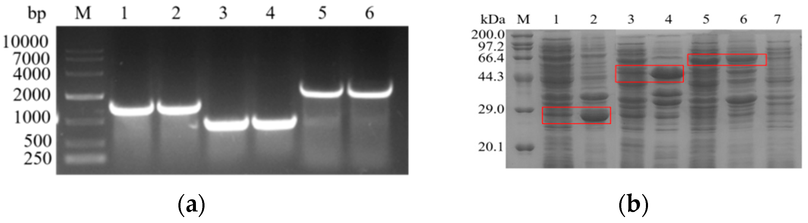 Biology 10 01346 g001 Biology 10 01346 g001