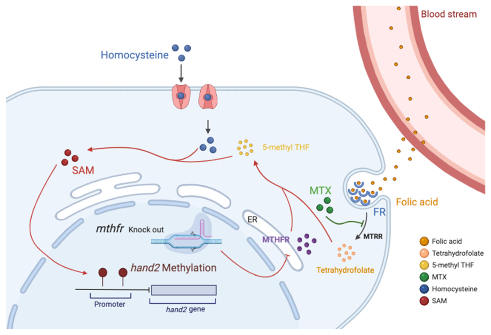 Biology 11 00028 g007