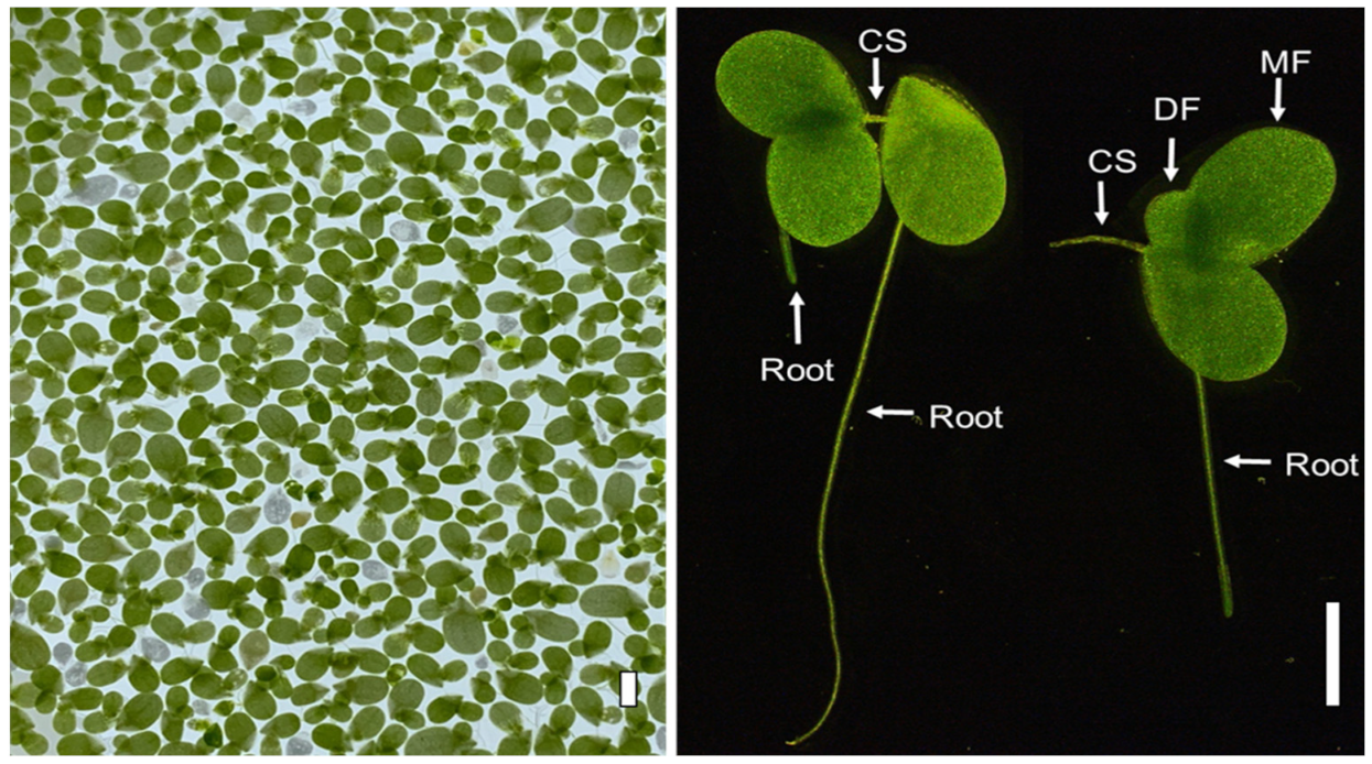 Biology 11 00037 g001