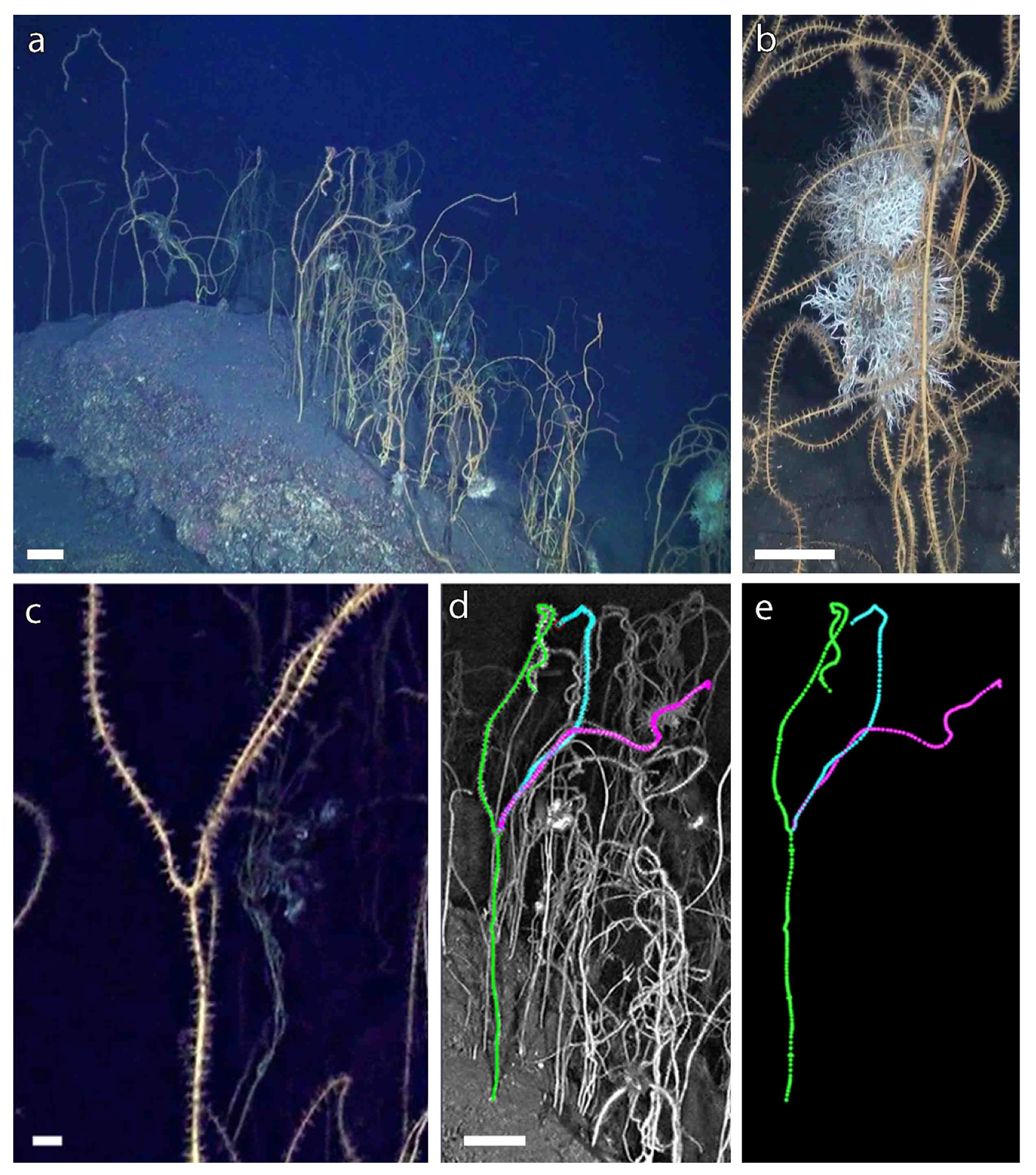 Biology 11 00039 g002 Biology 11 00039 g002