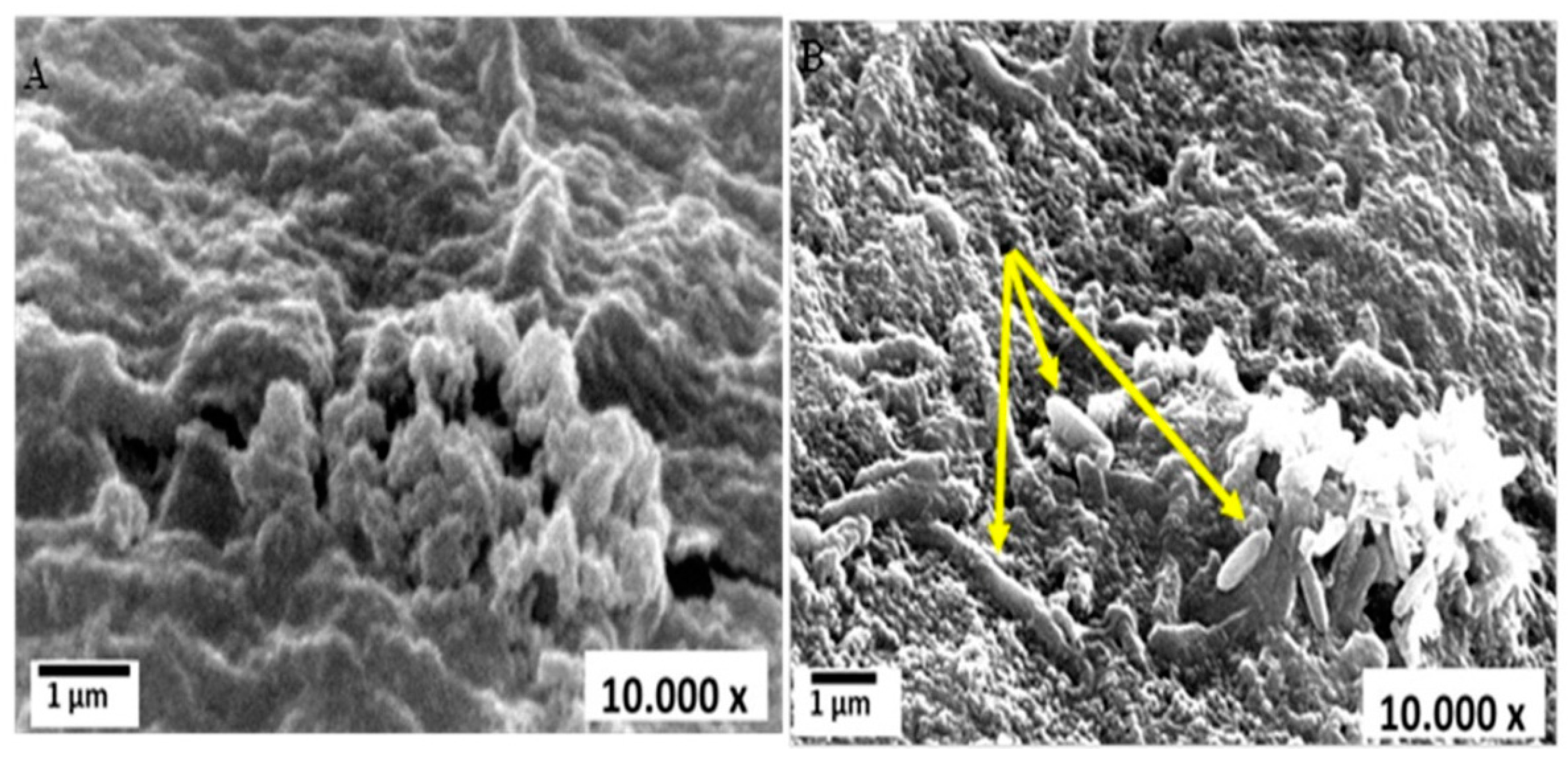 Biology 11 00076 g001