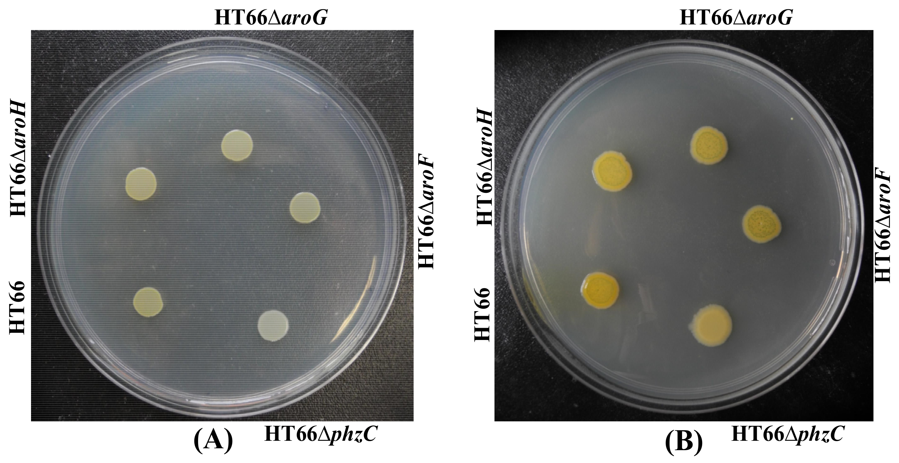 Biology 11 00086 g004