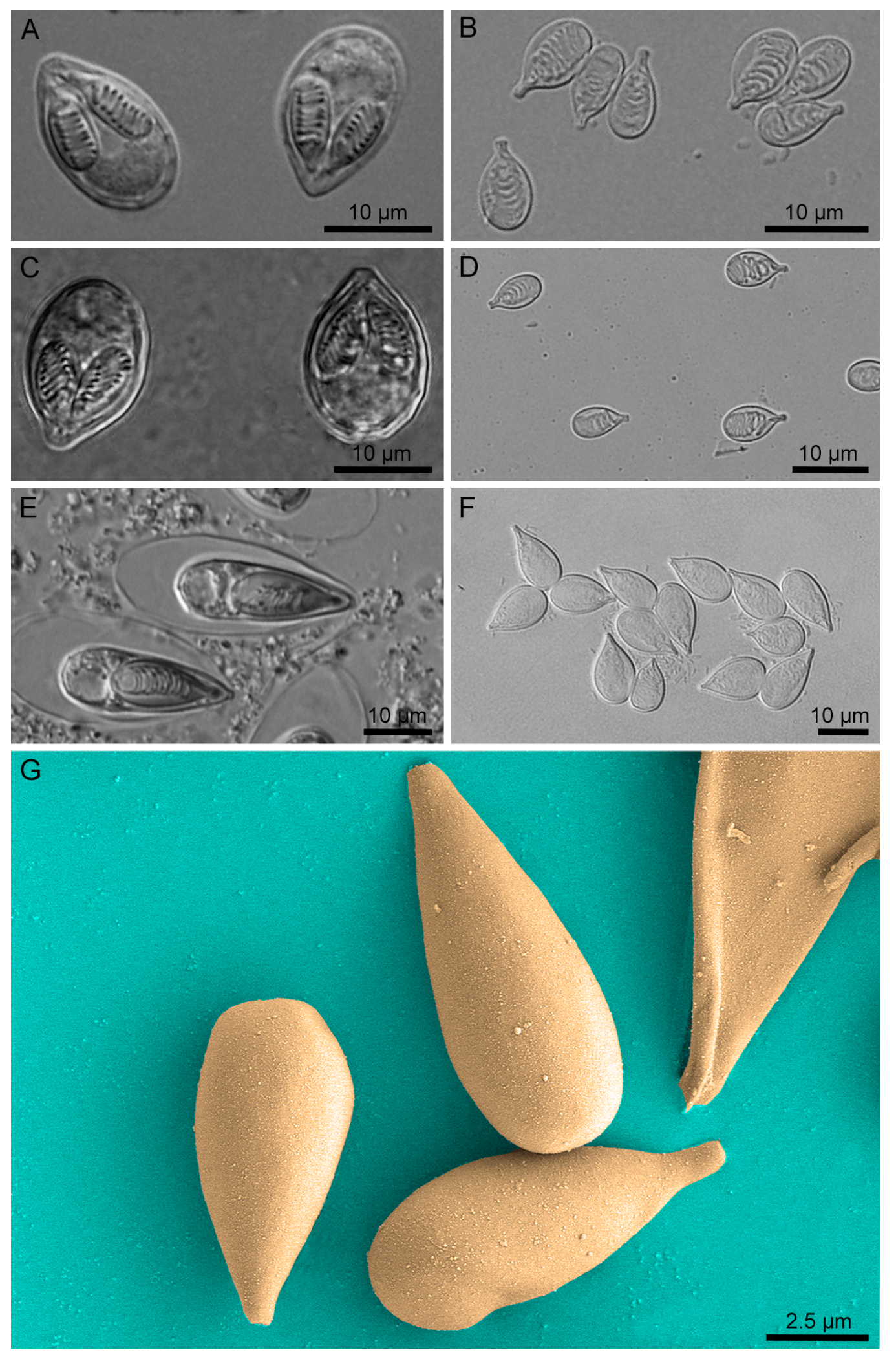Biology 11 00091 g001 Biology 11 00091 g001