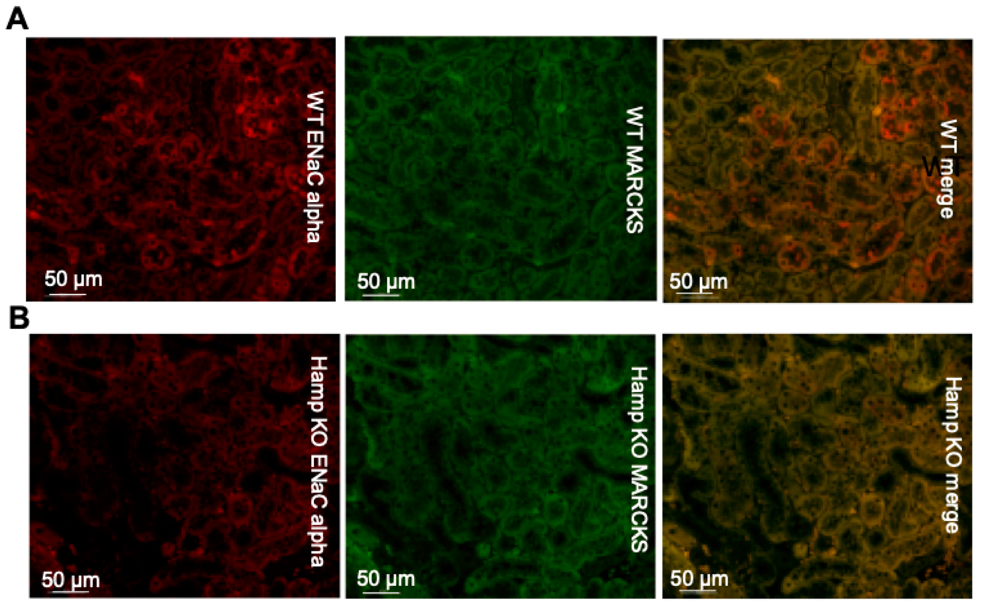 Biology 11 00123 g003