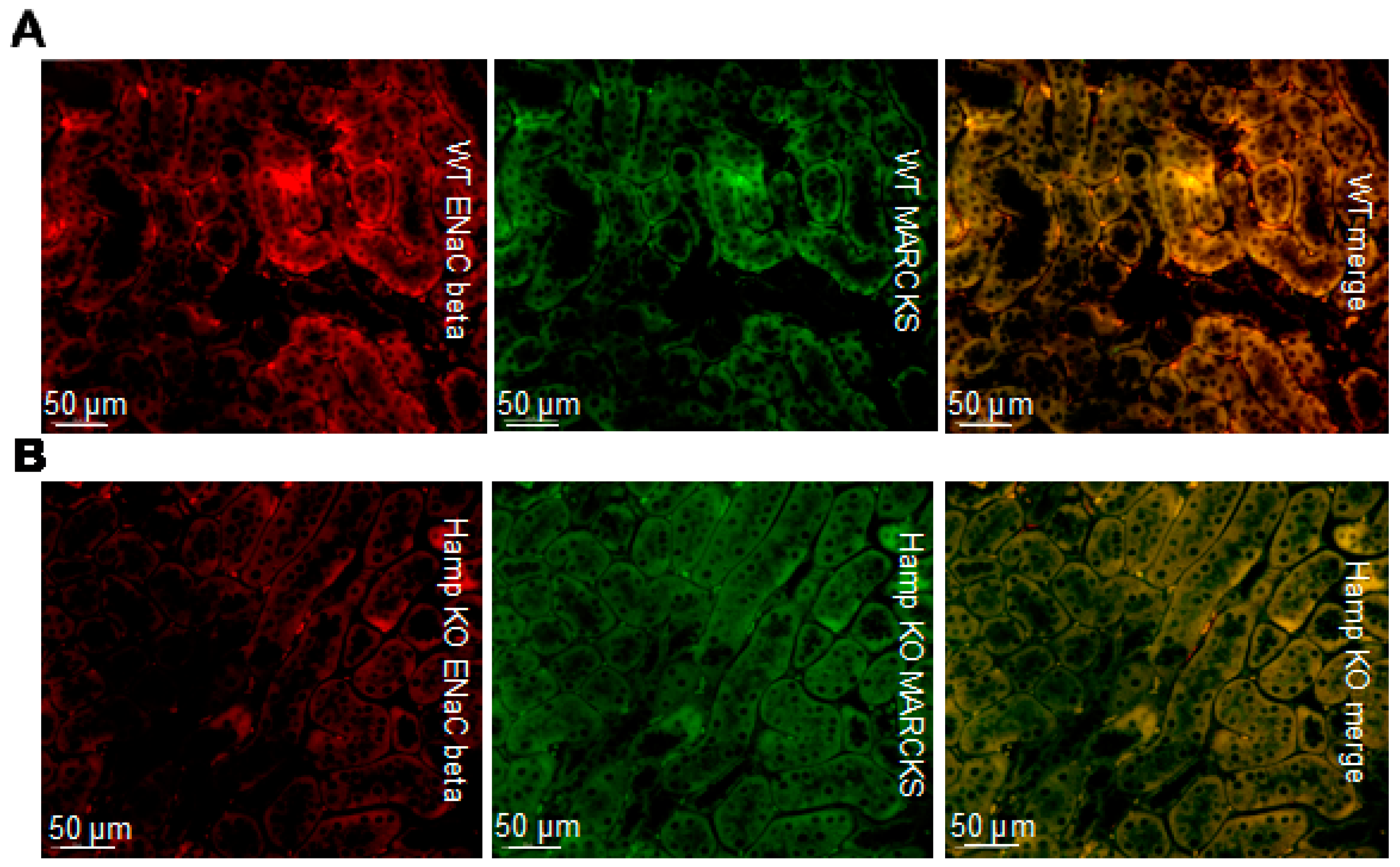 Biology 11 00123 g004