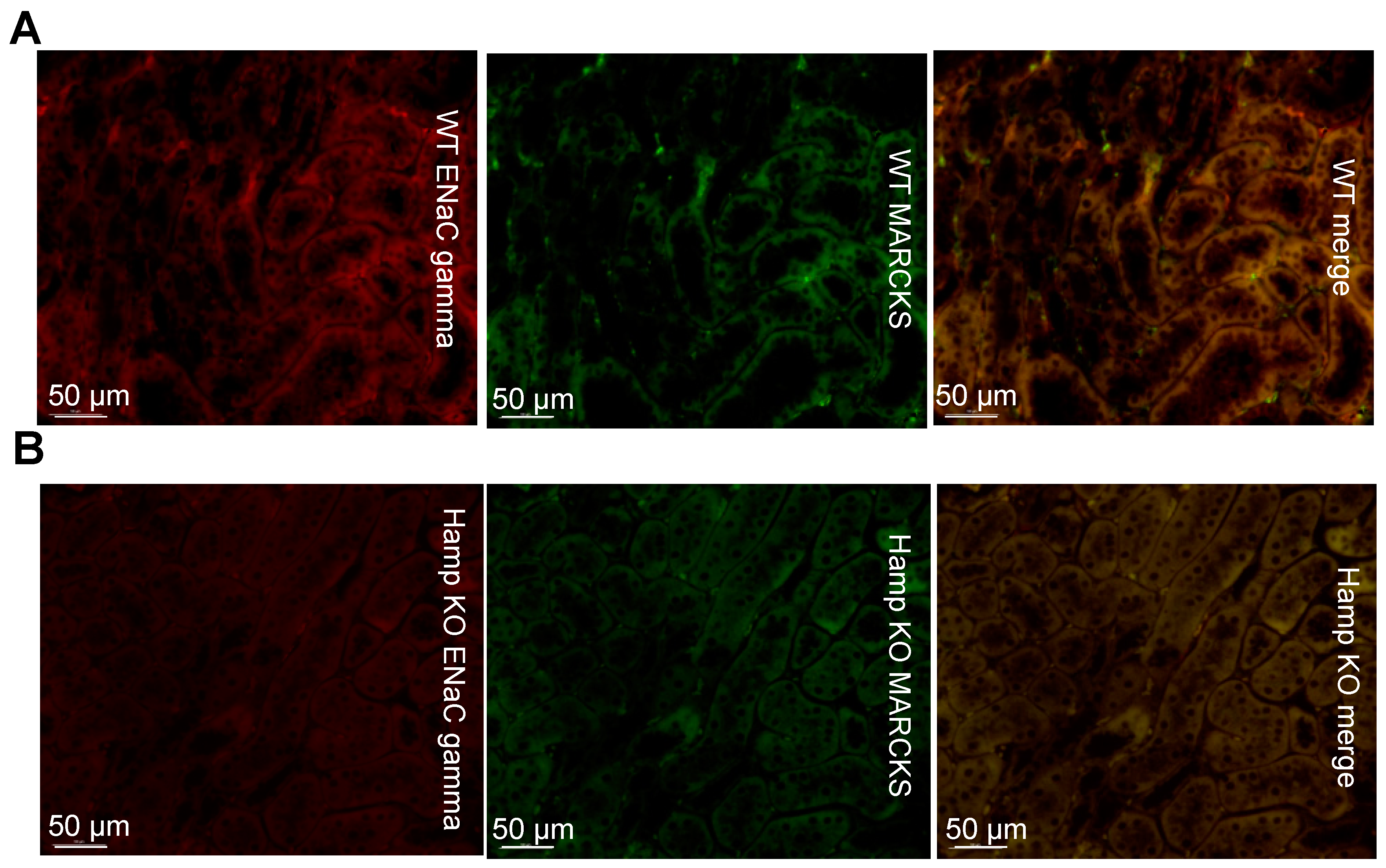Biology 11 00123 g005
