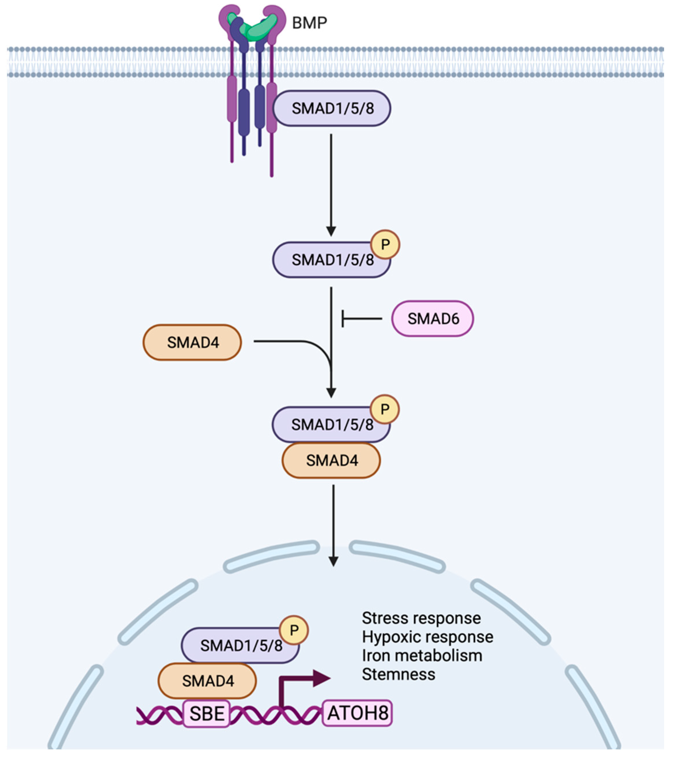Biology 11 00136 g003