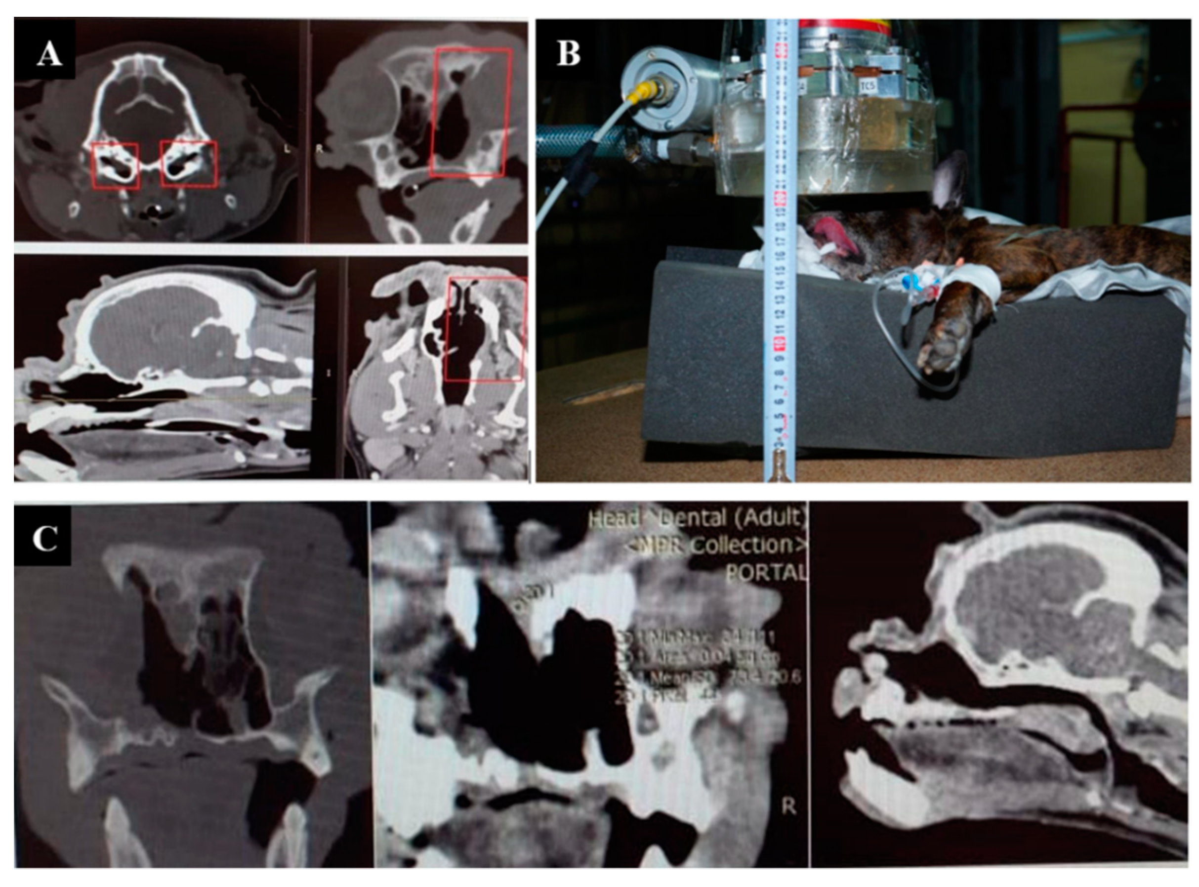 Biology 11 00138 g001