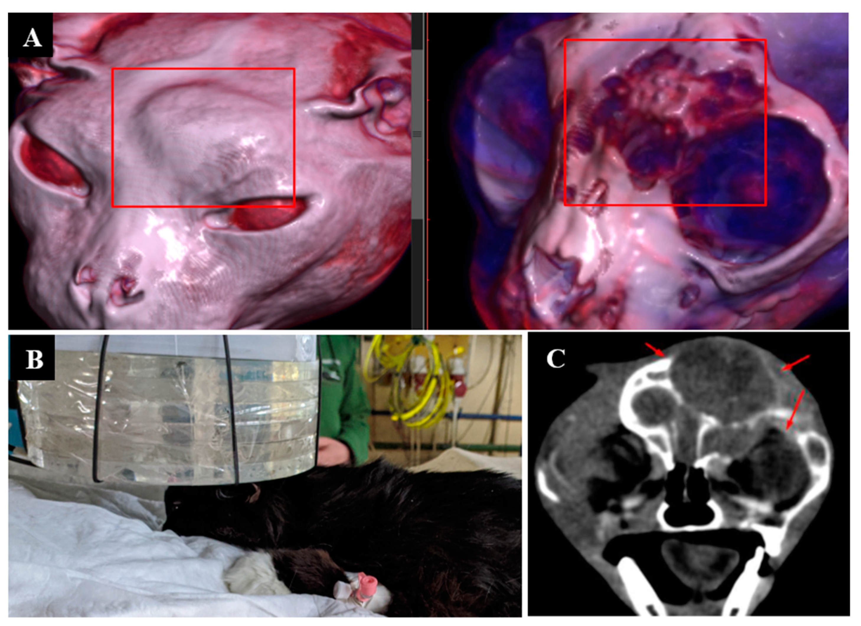 Biology 11 00138 g002