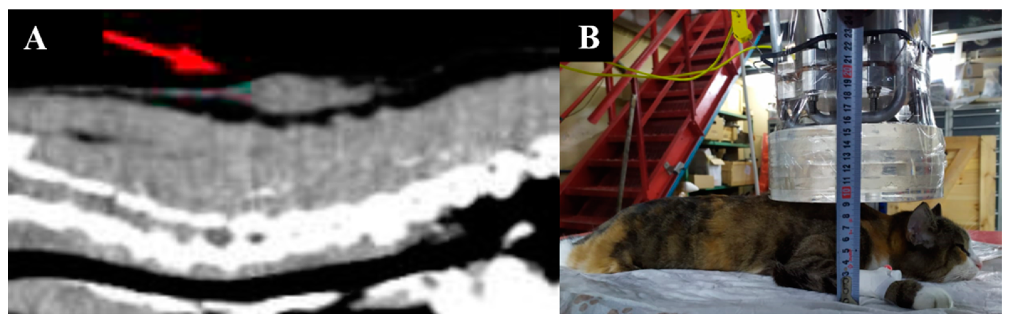 Biology 11 00138 g008