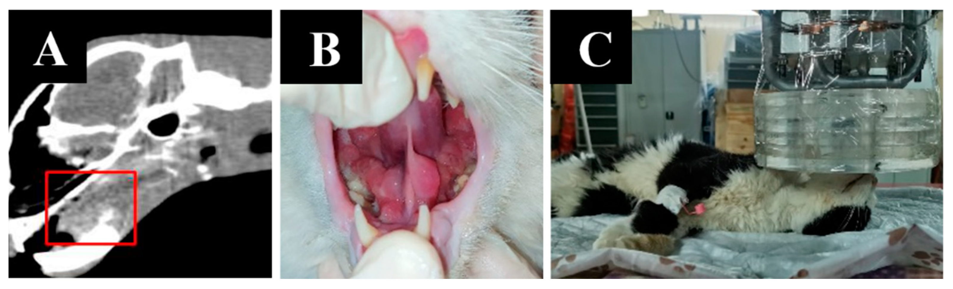 Biology 11 00138 g009