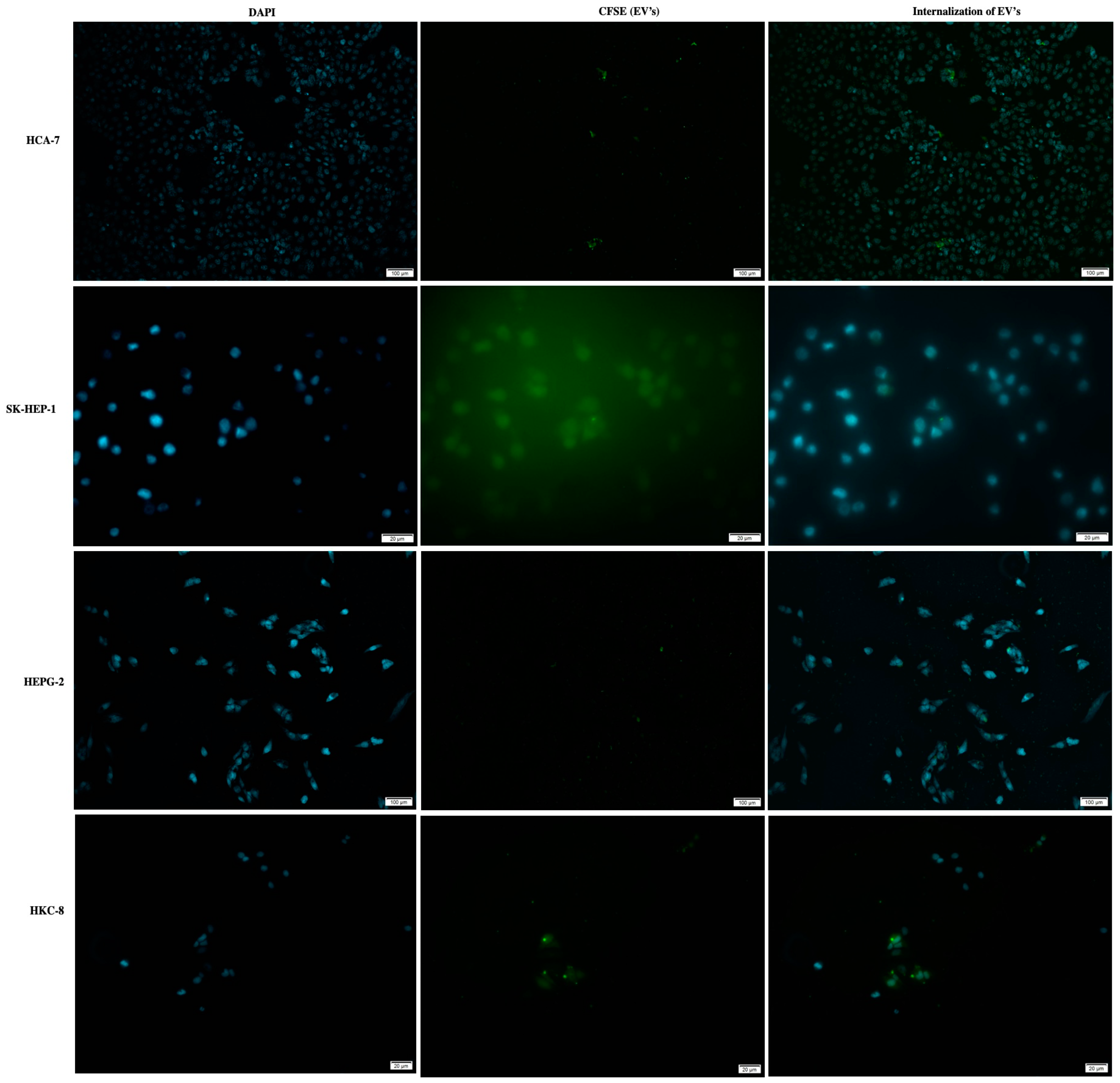 Biology 11 00145 g003