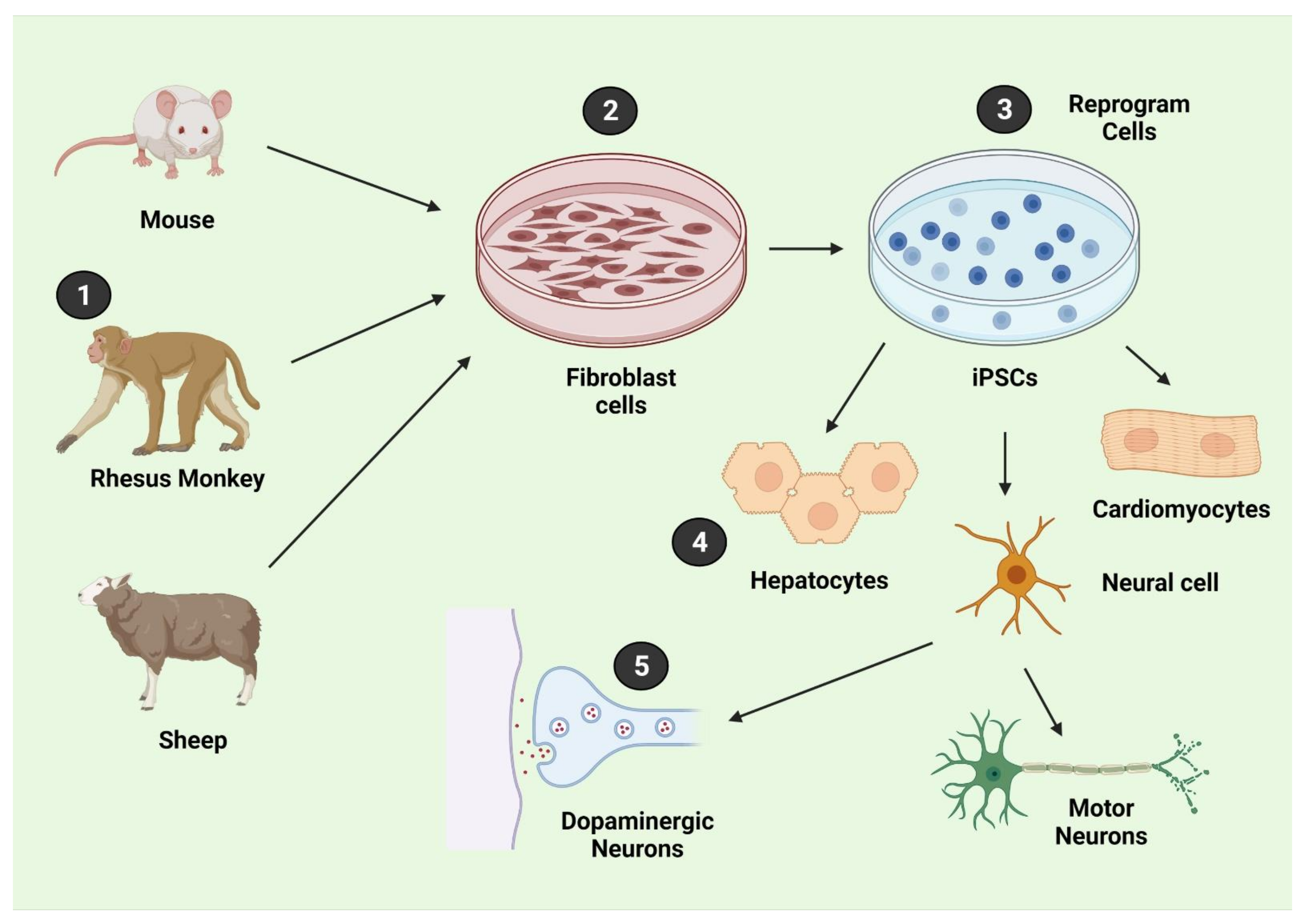 Biology 11 00147 g002 Biology 11 00147 g002