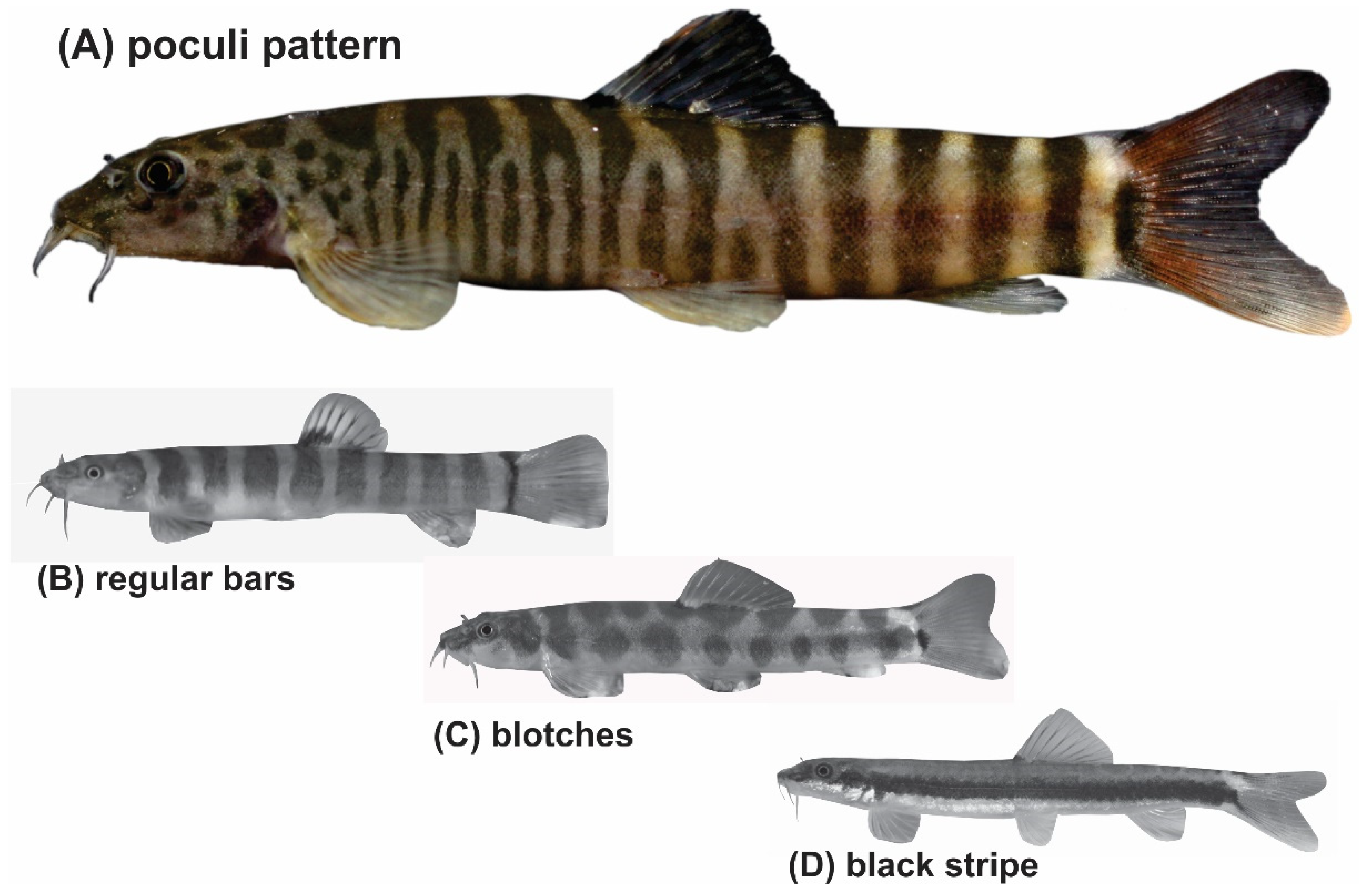 Biology 11 00175 g001