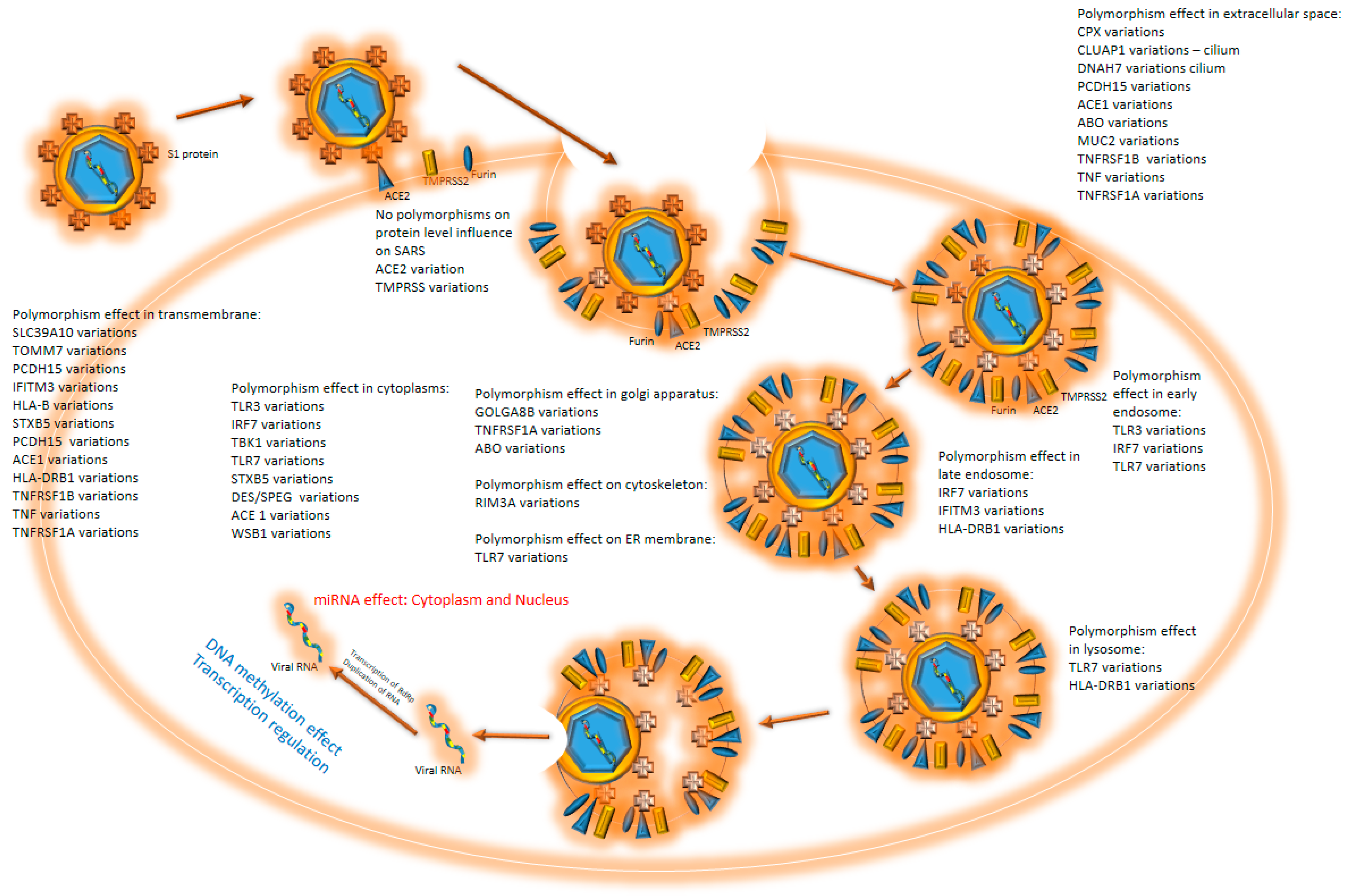 Biology 11 00178 g001