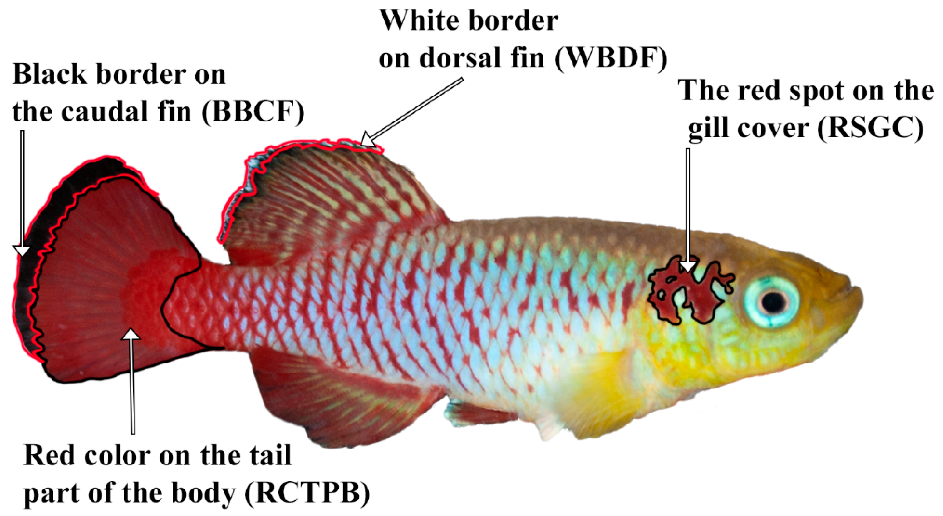 Biology 11 00205 g002
