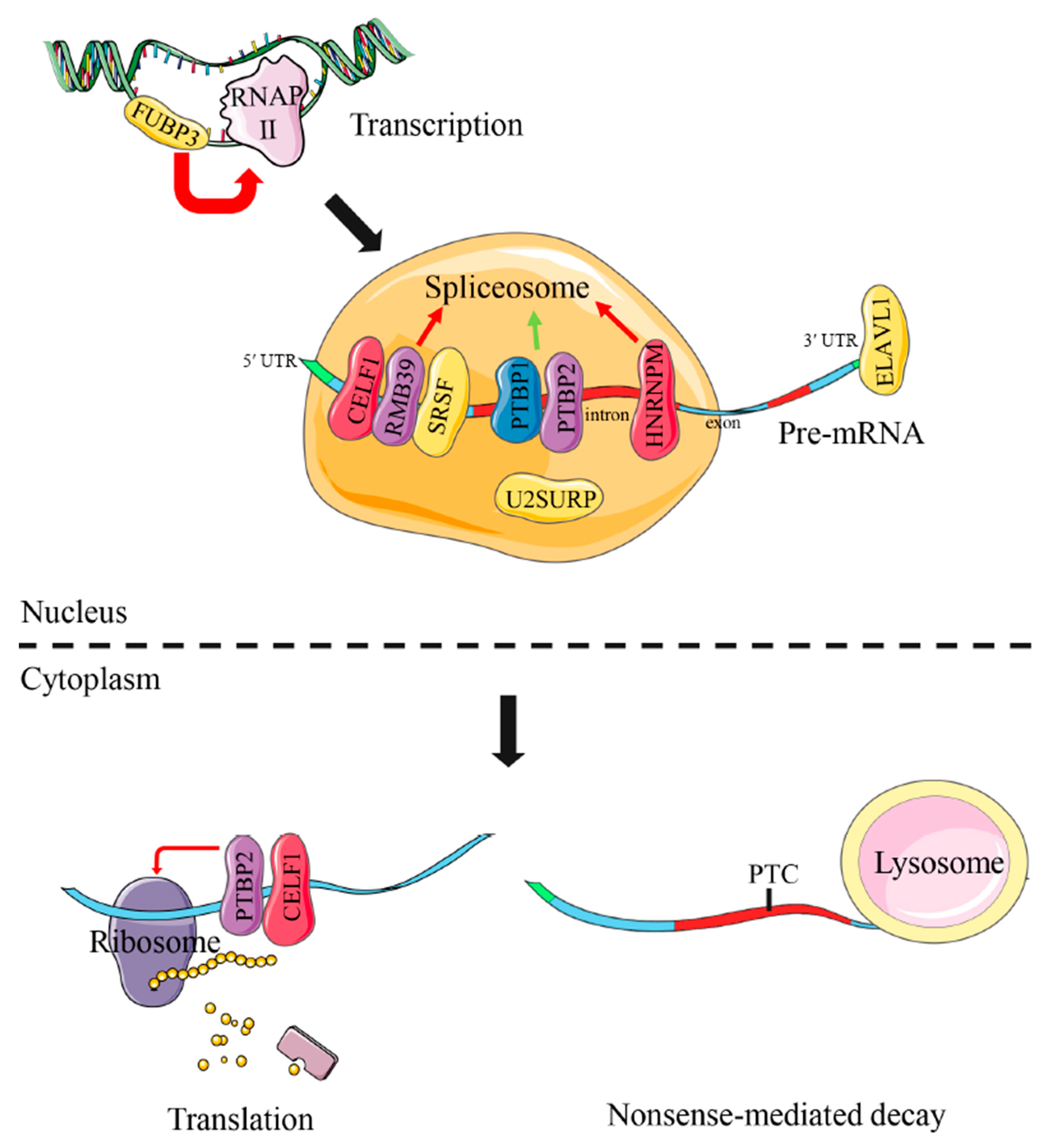 Biology 11 00222 g007