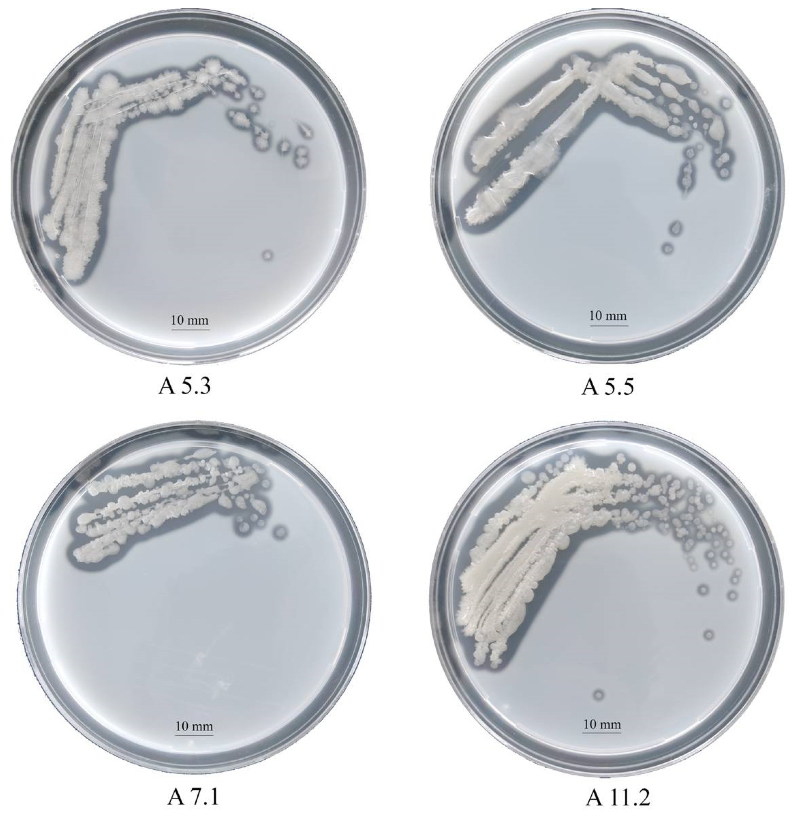 Biology 11 00244 g001 Biology 11 00244 g001