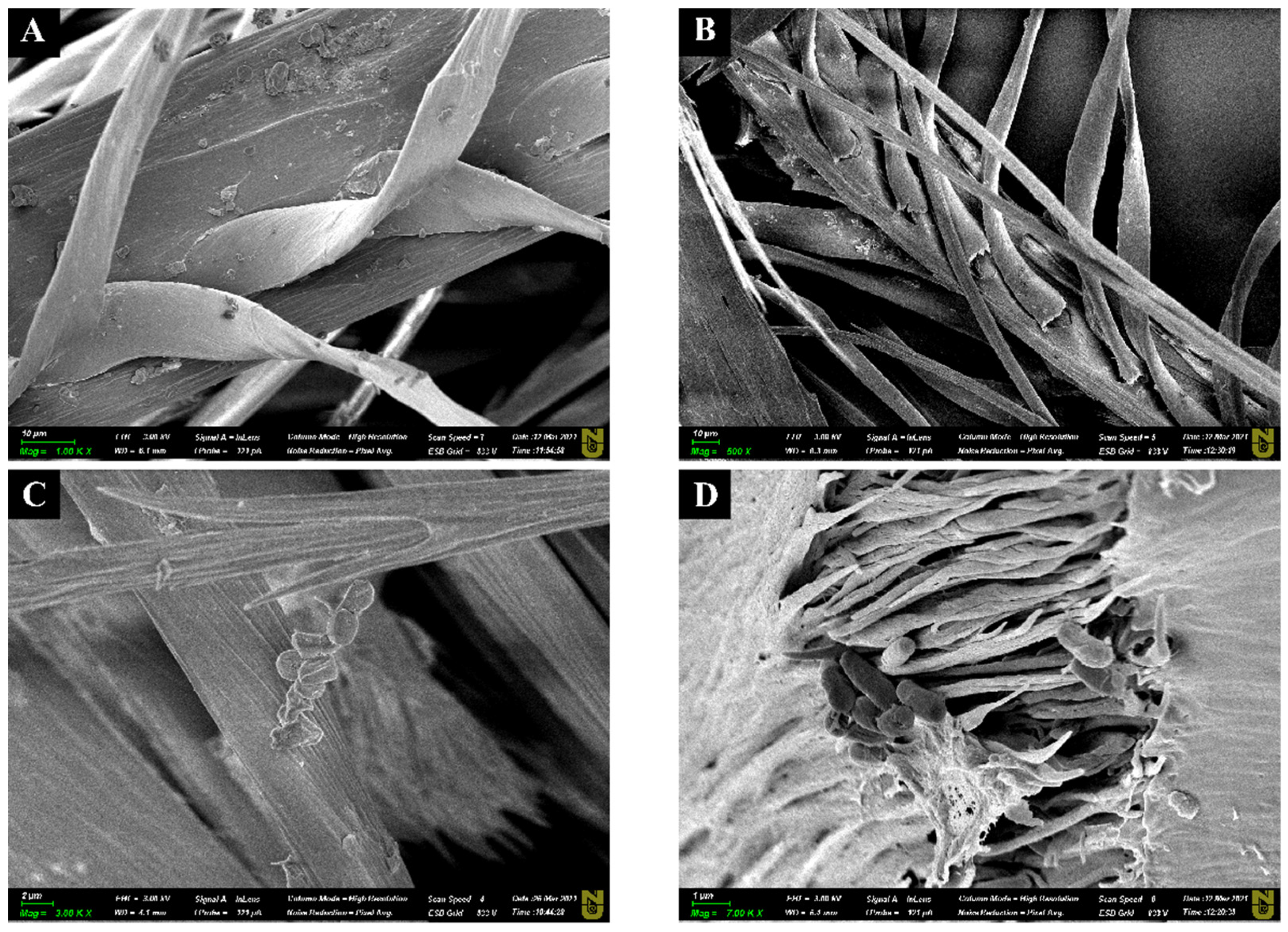 Biology 11 00244 g008 Biology 11 00244 g008