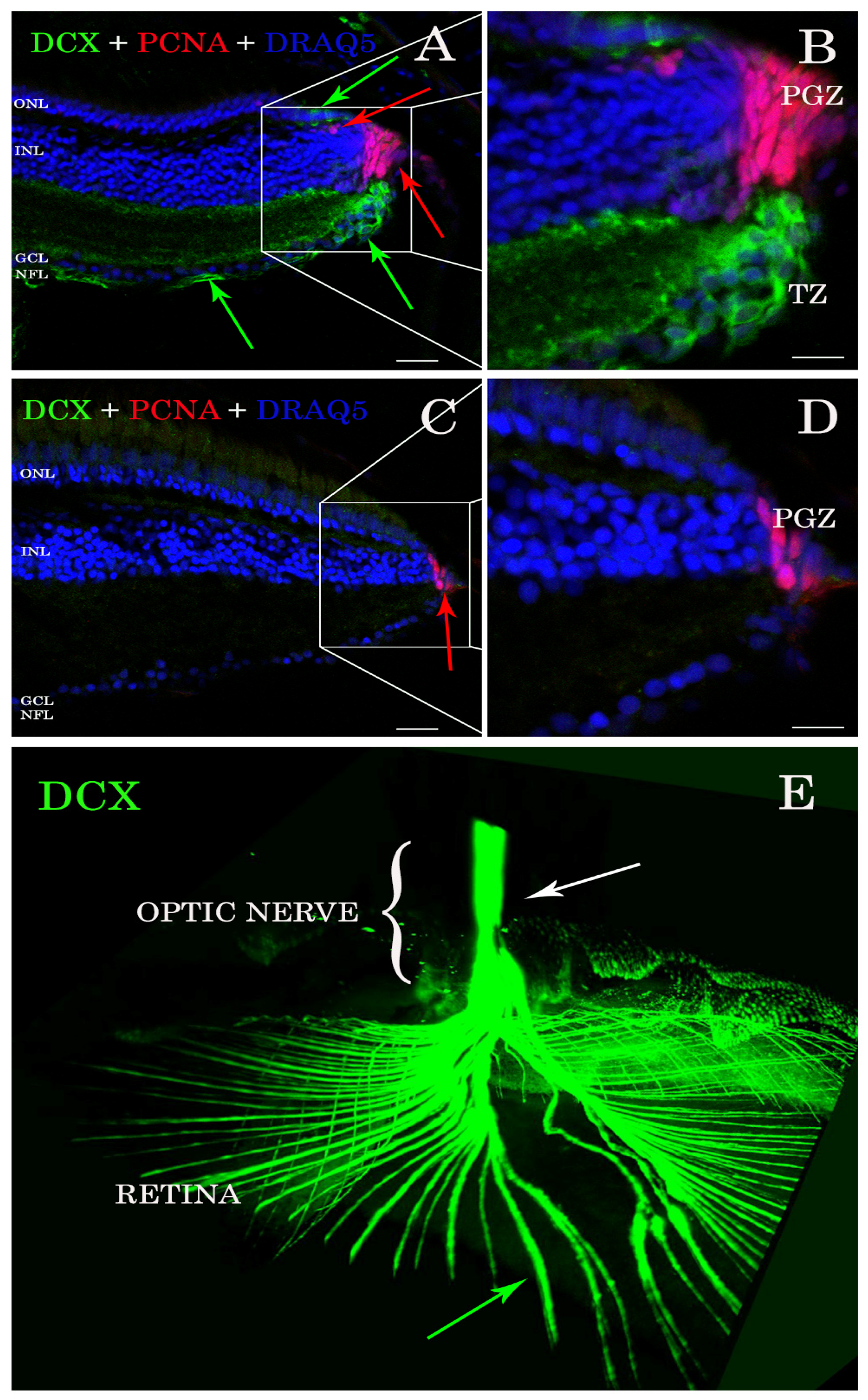 Biology 11 00248 g001 Biology 11 00248 g001