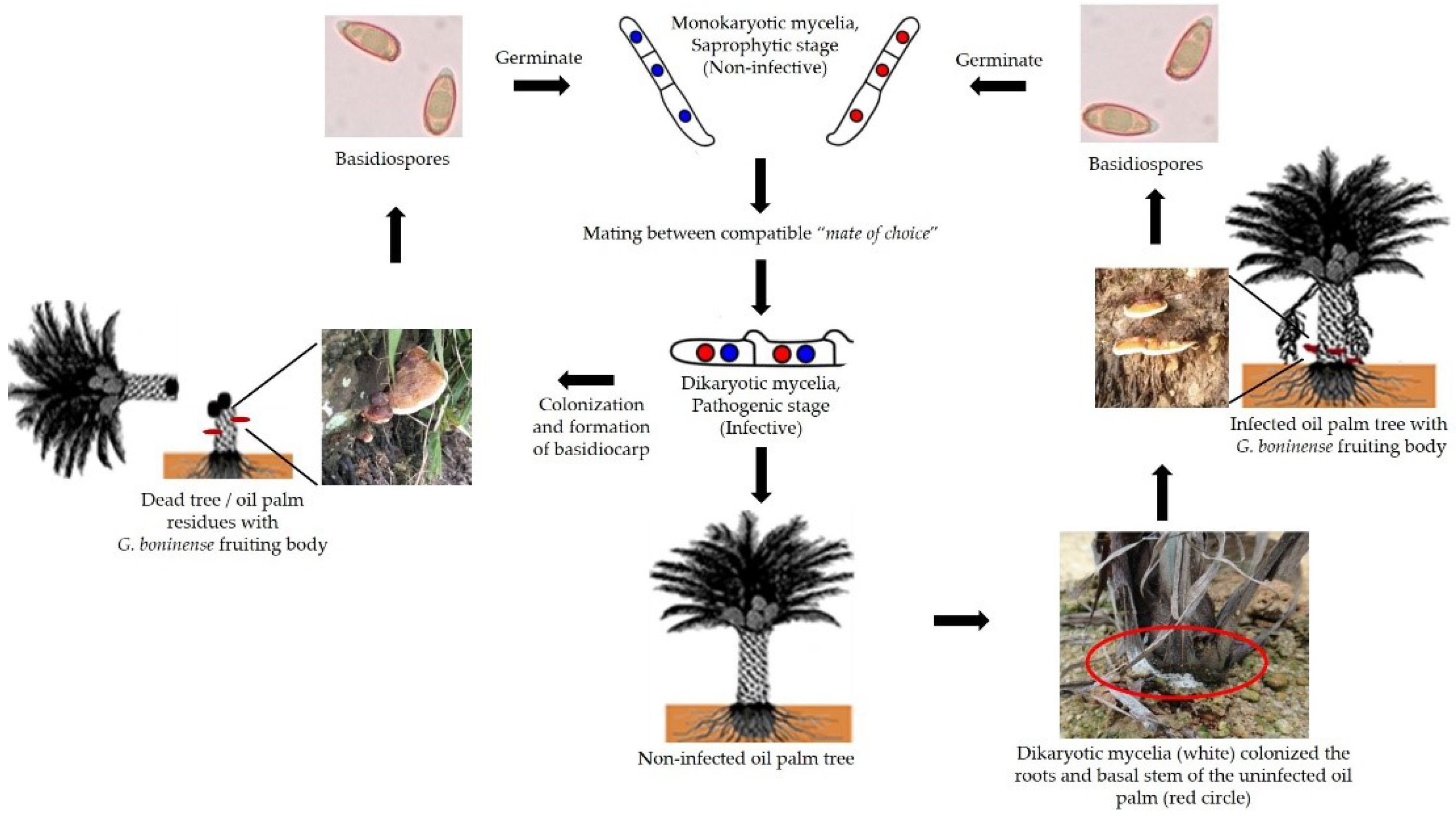 Biology 11 00251 g002 Biology 11 00251 g002