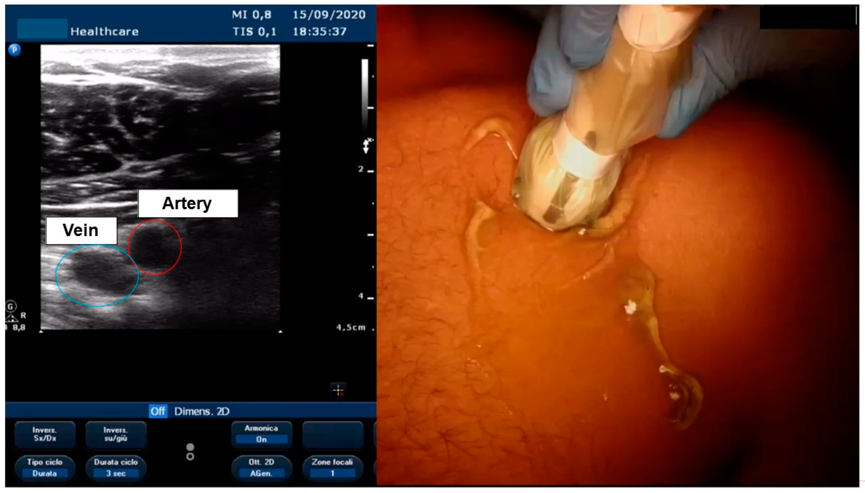 Biology 11 00265 g003