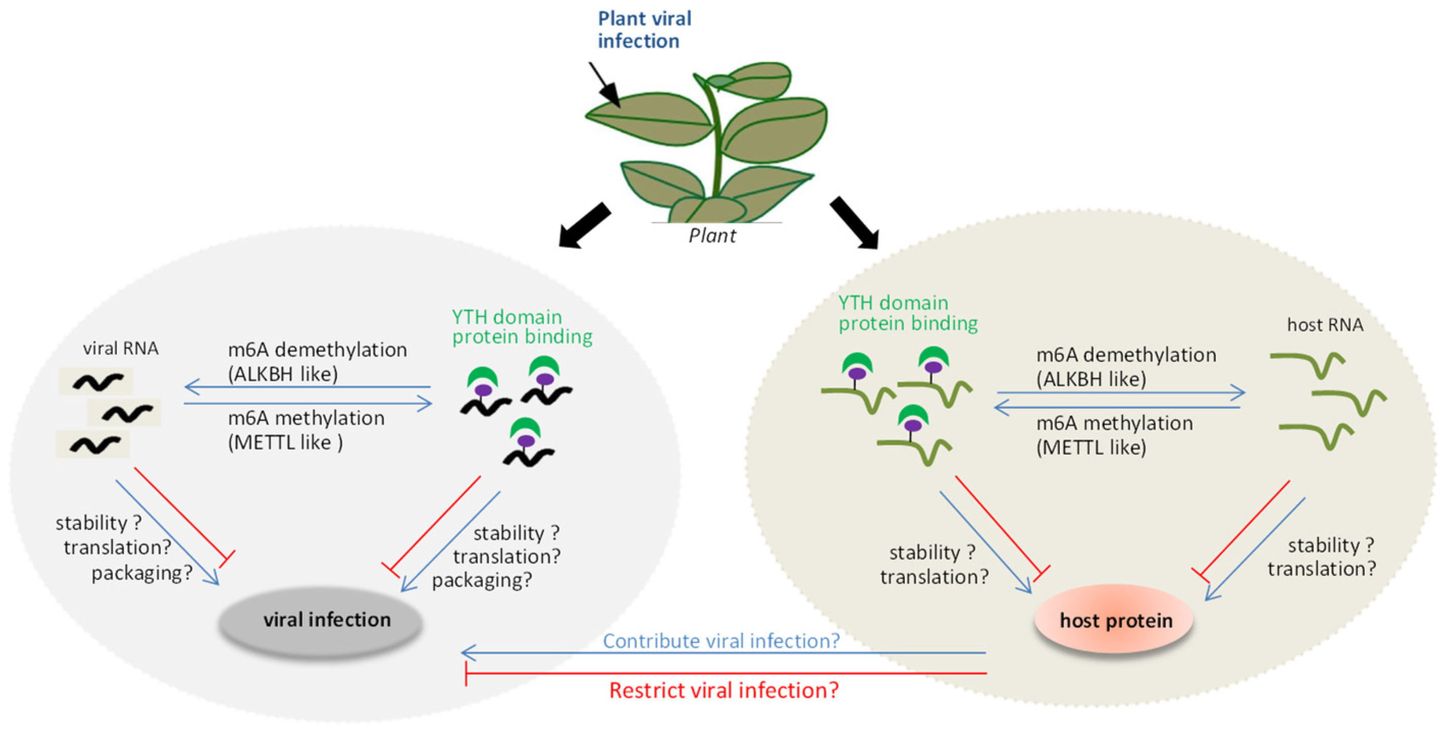 Biology 11 00271 g001